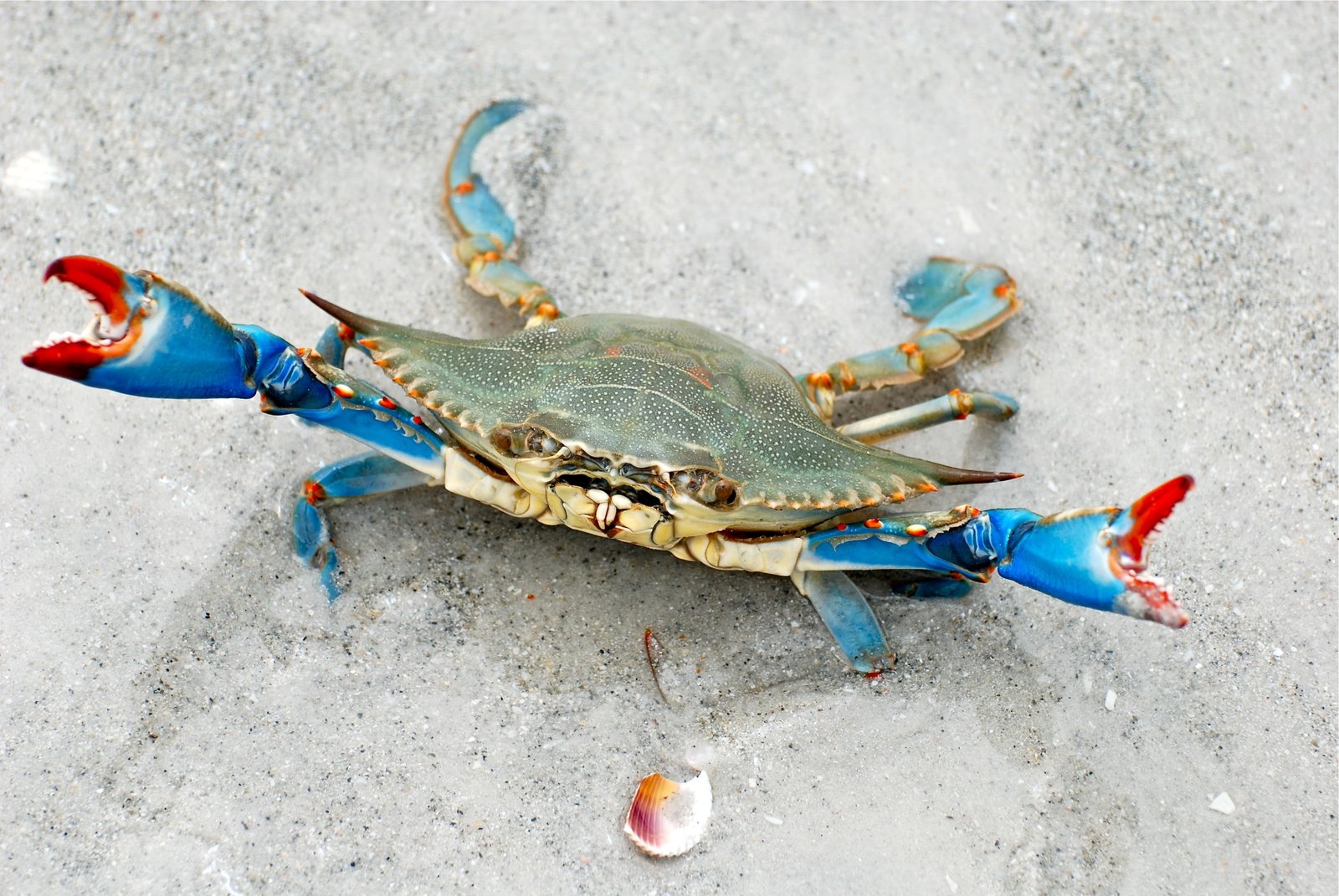 crabs animals nature crustaceans high angle view animal themes 2k 4k