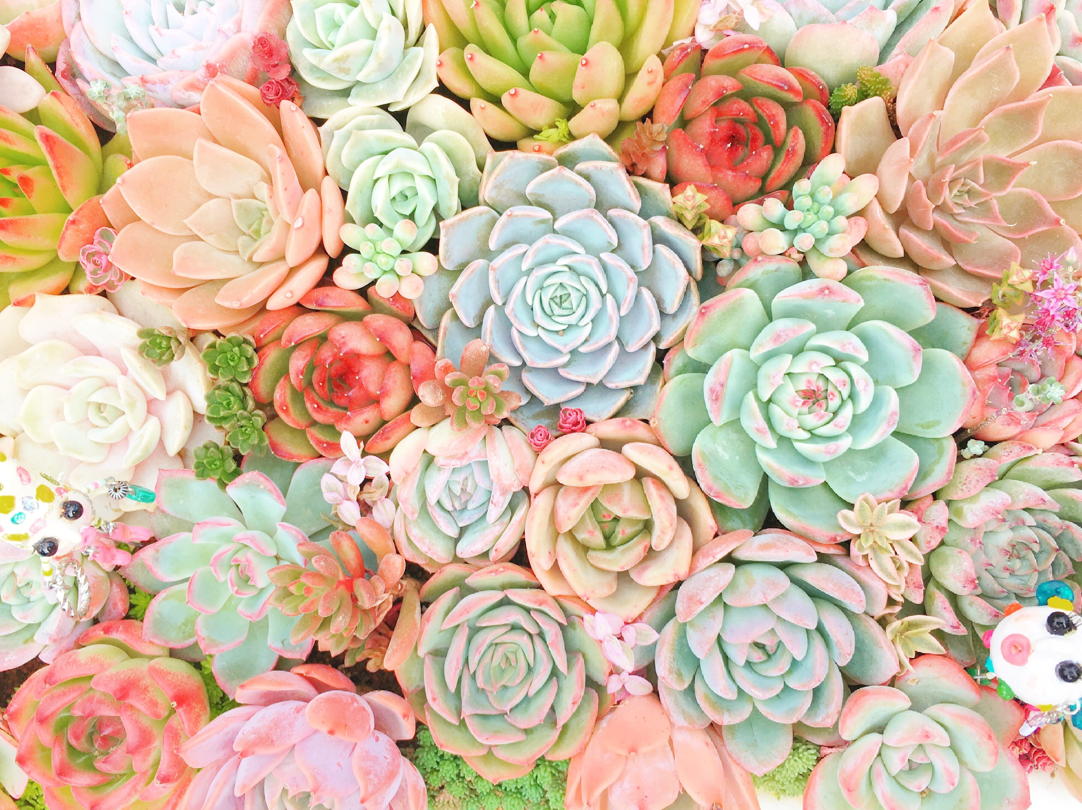 flat lay photography of succulent plants succulents natural 2k 4k