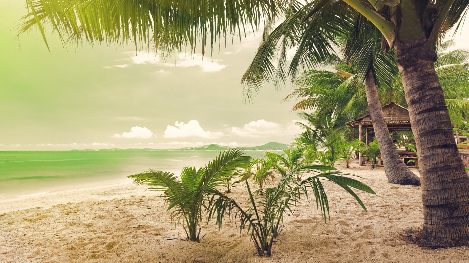 green coconut palm tree beach sea trees sand tropical climate 2k