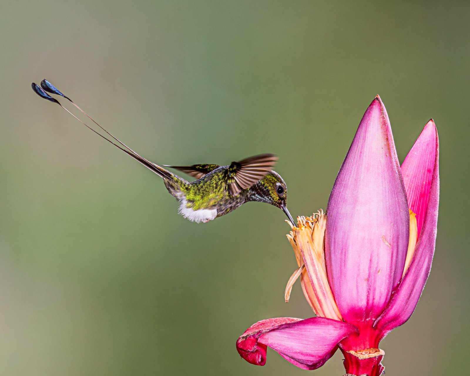 green Hummingbird and pink petaled flower booted racket tail 2k 4k