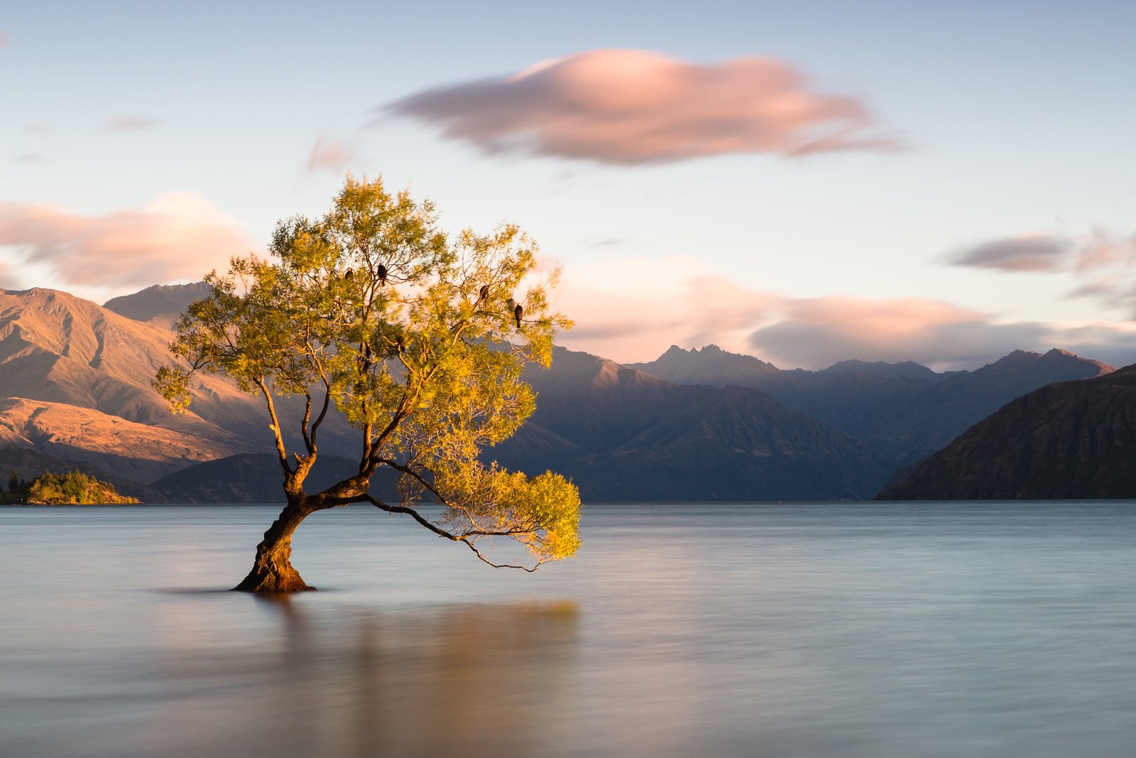 green leaf tree reflected on calm body of water under clear sky with clouds during daytime wanaka 2k 4k 5k