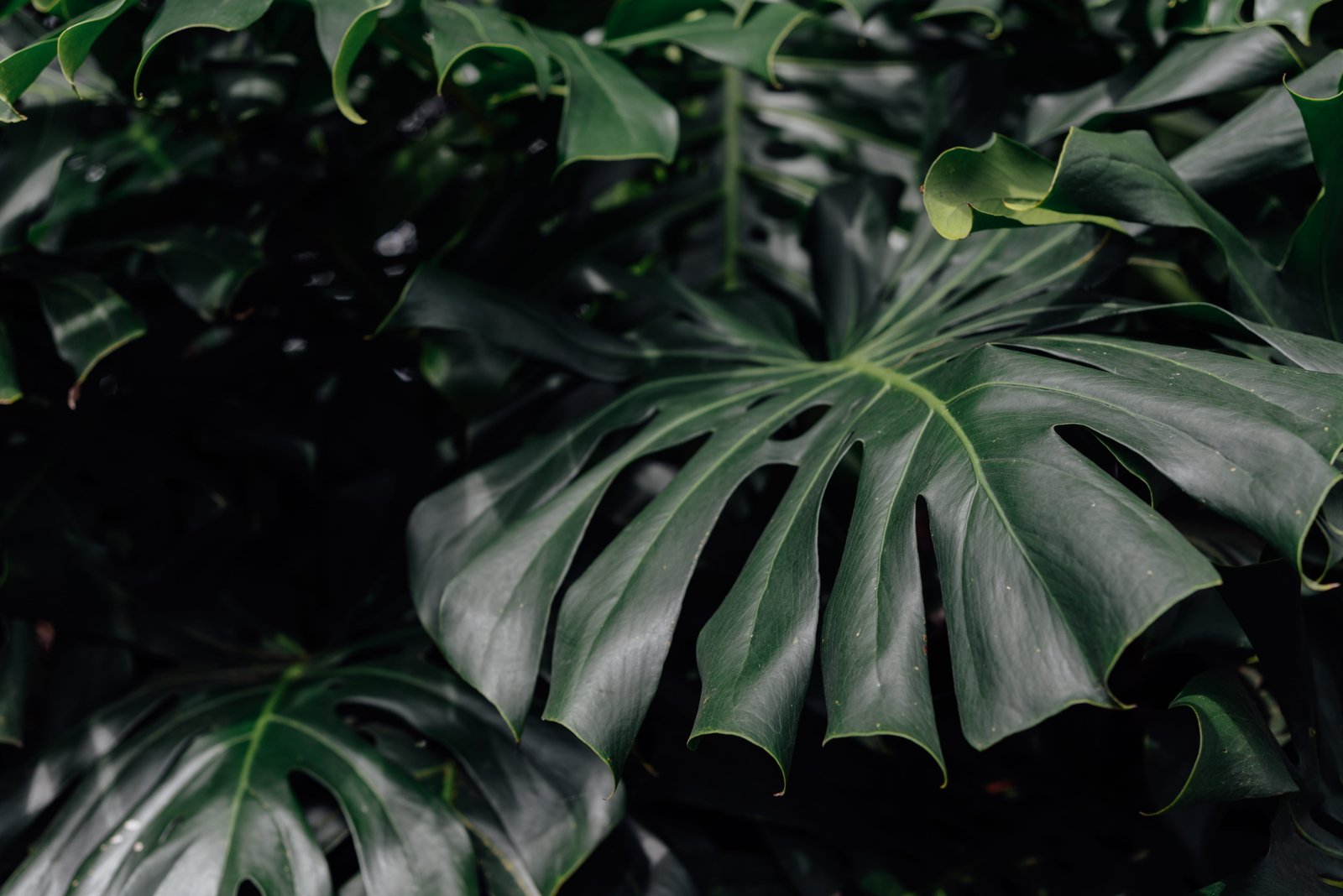 green leafed plant flower blossom united states kailua kona 2k 4k 5k
