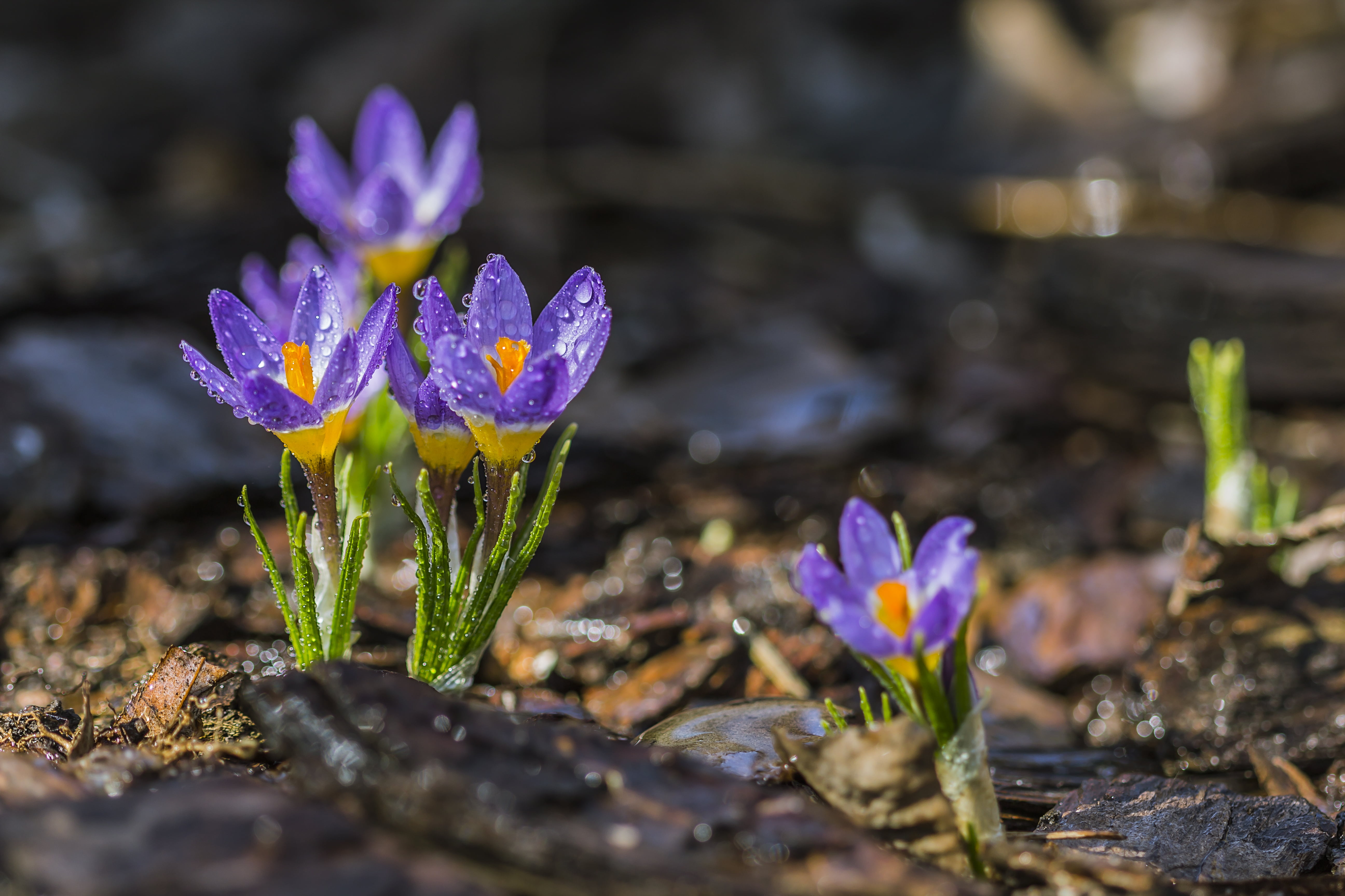 lilac flower crocuses Purple spring dew morning 2k 4k 5k