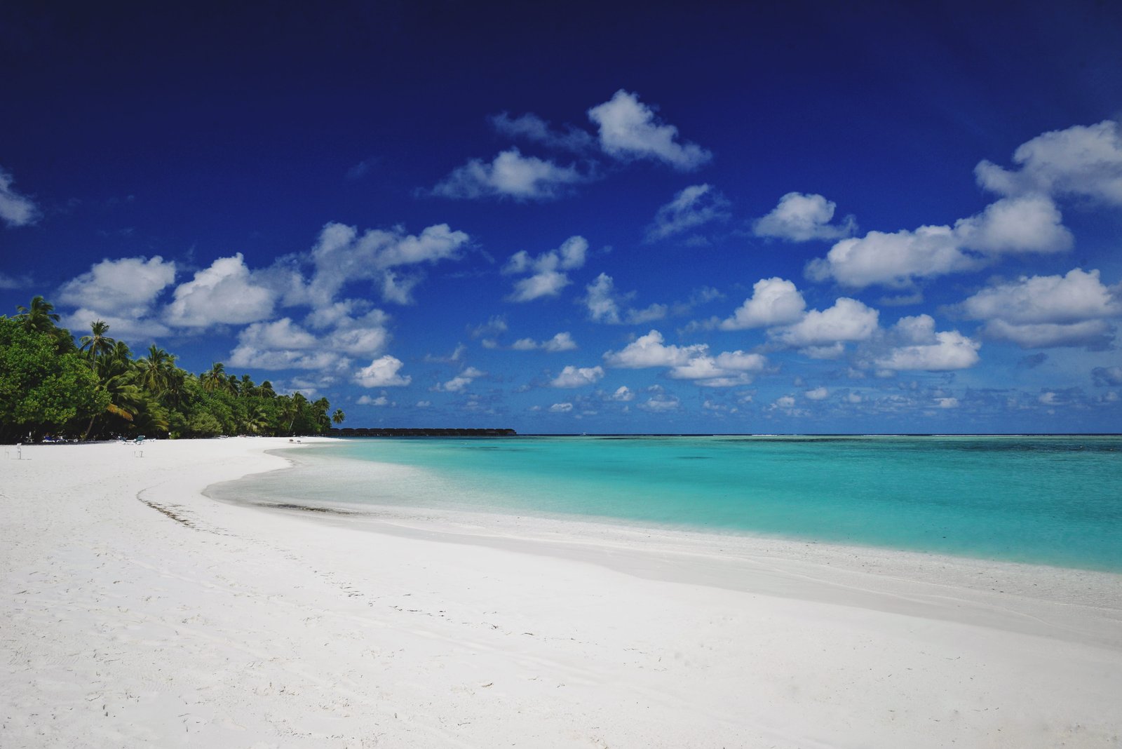 maldives meeru island resort and spa palm tree beach blue 2k 4k 5k