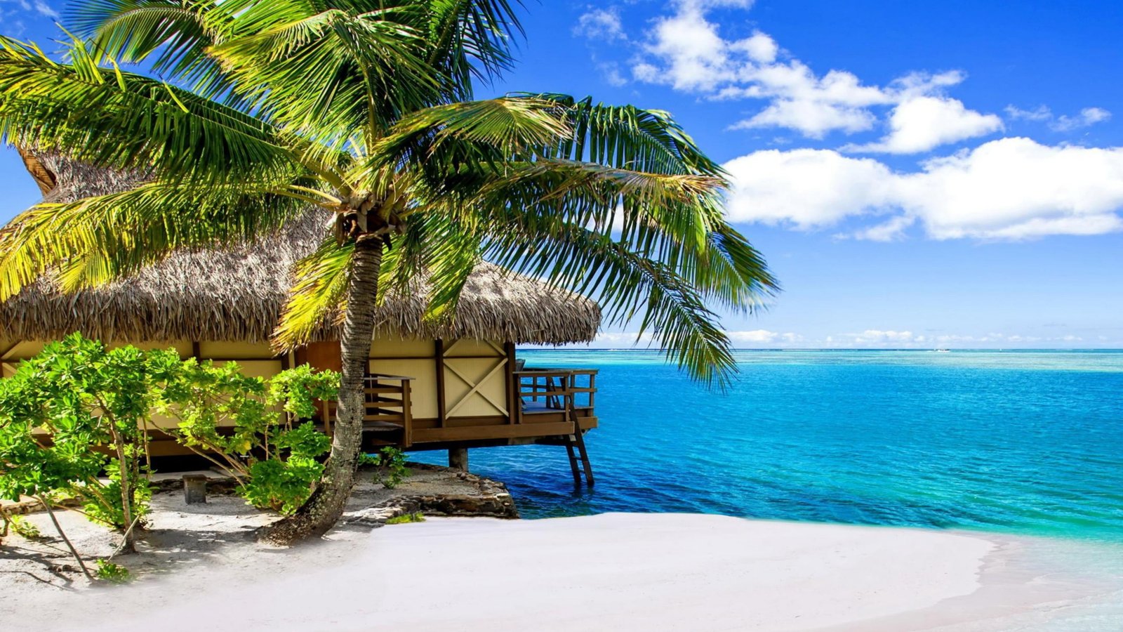 palm caribbean sand sandy beach coast resort summertime 2k 4k