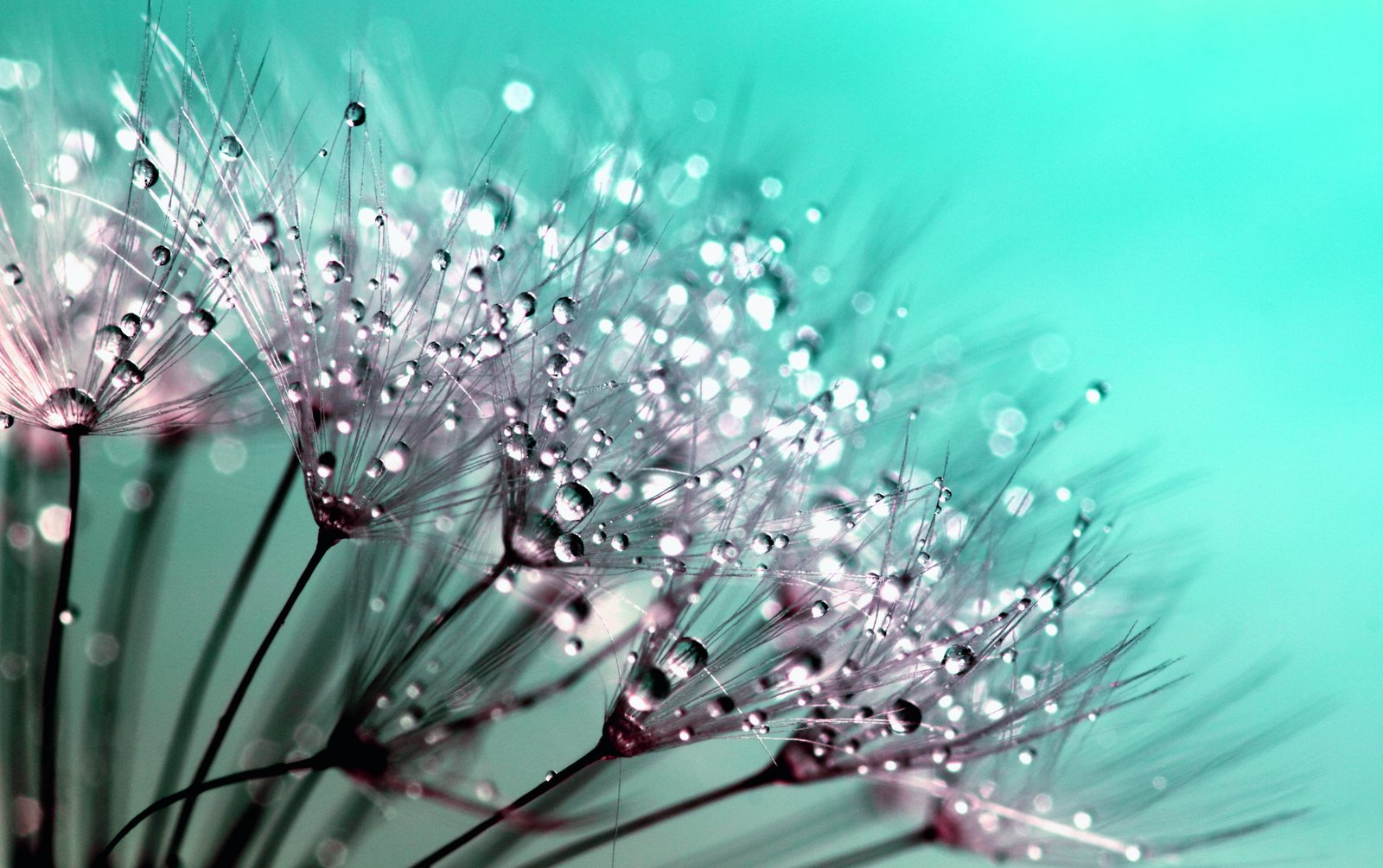 Petaled Flowers With Dew Drops on Close Up Photography blowballs 2k 4k 5k