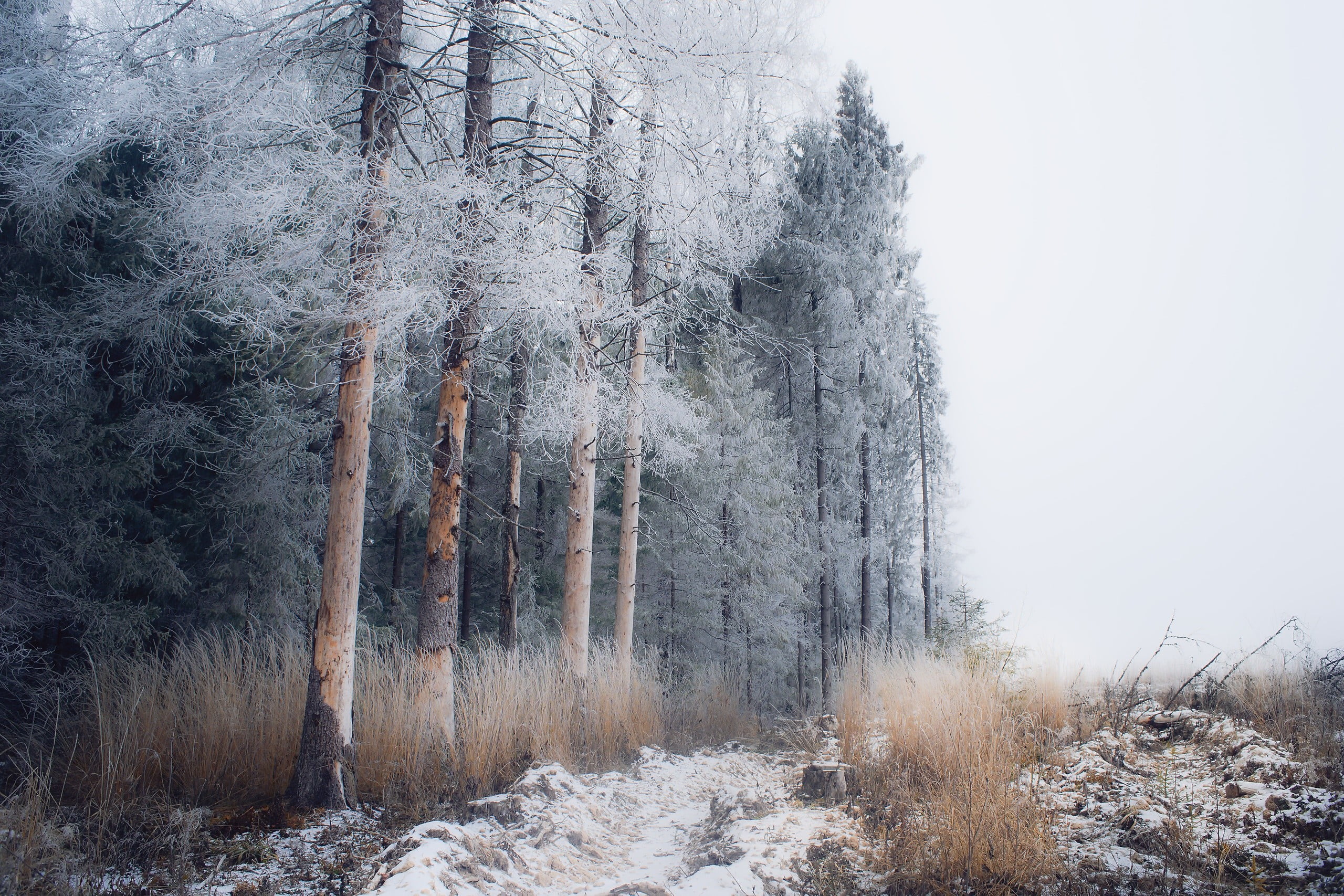 pine trees winter snow landscape nature frost cold temperature 2k