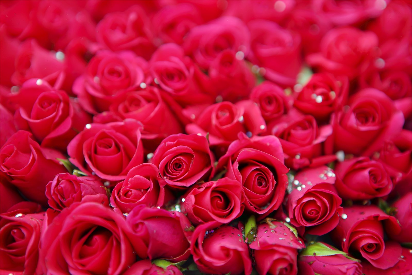 rose beautiful amazing flower floral love blossom plant 2k 4k 5k