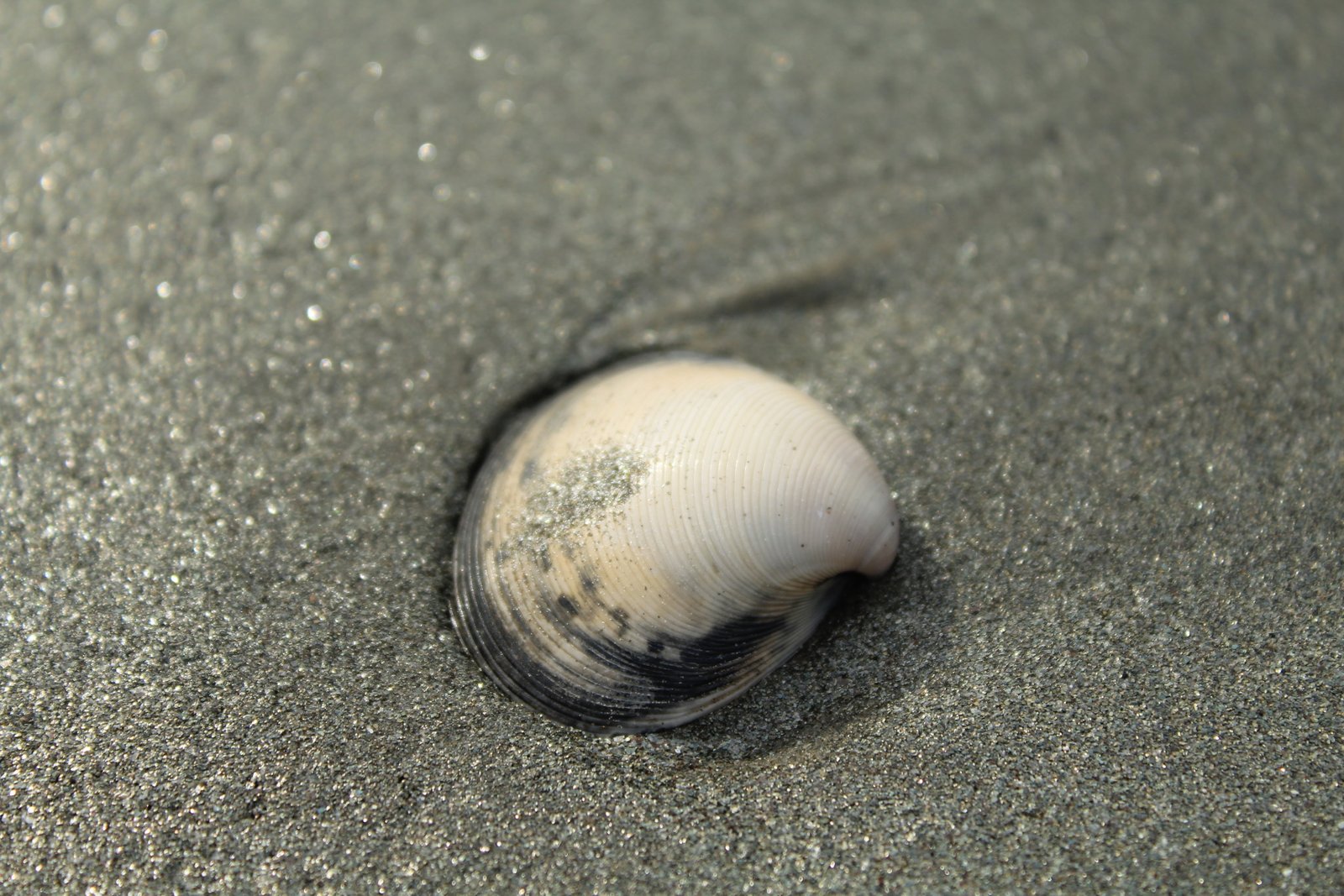 seashell sand beach animal wildlife themes land 2k