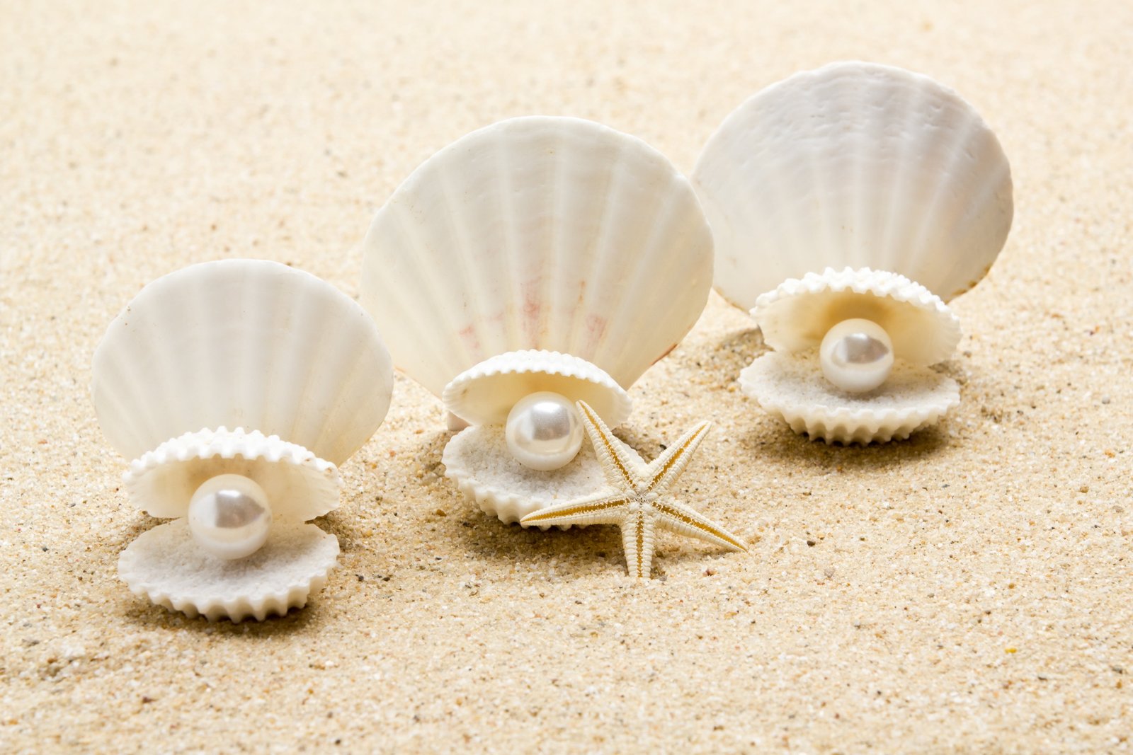 shell pearl starfish sunshine beach sea sand seashell 2k 4k 5k