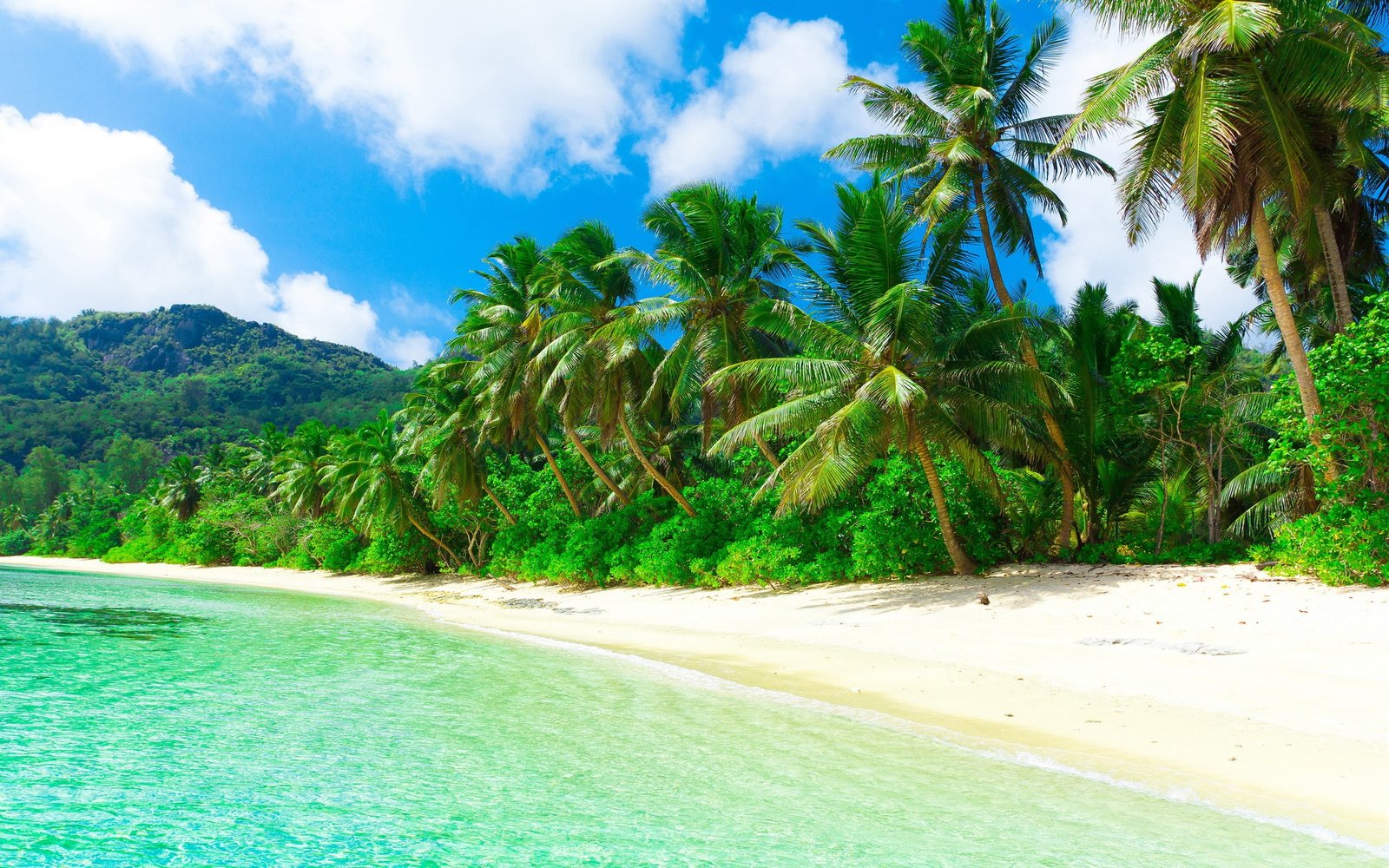 Tropical paradise beach coast sea palm trees summer 2k
