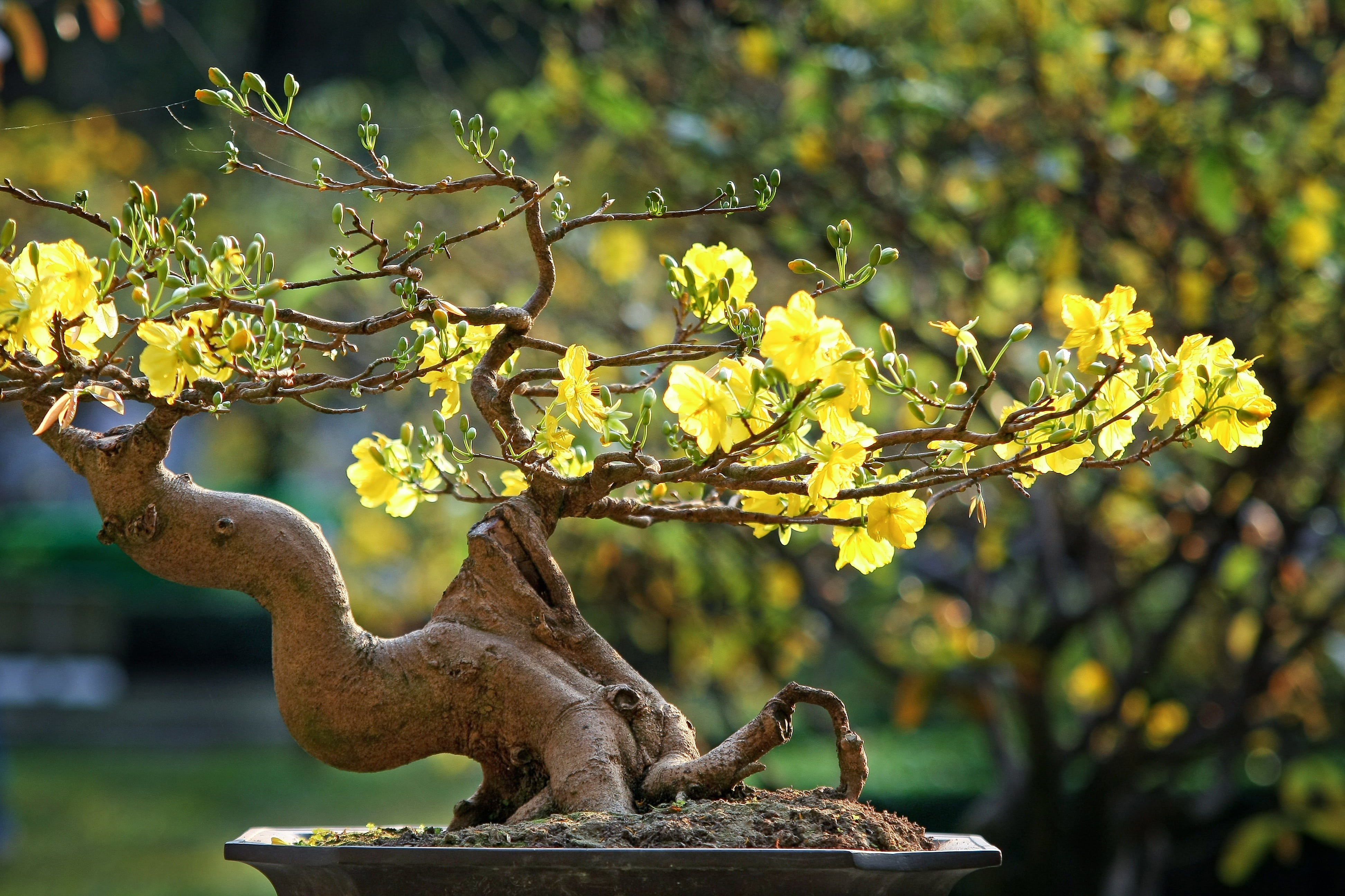 yellow flowering bonsai tree close up photo leopard the lunar new year 2k 4k