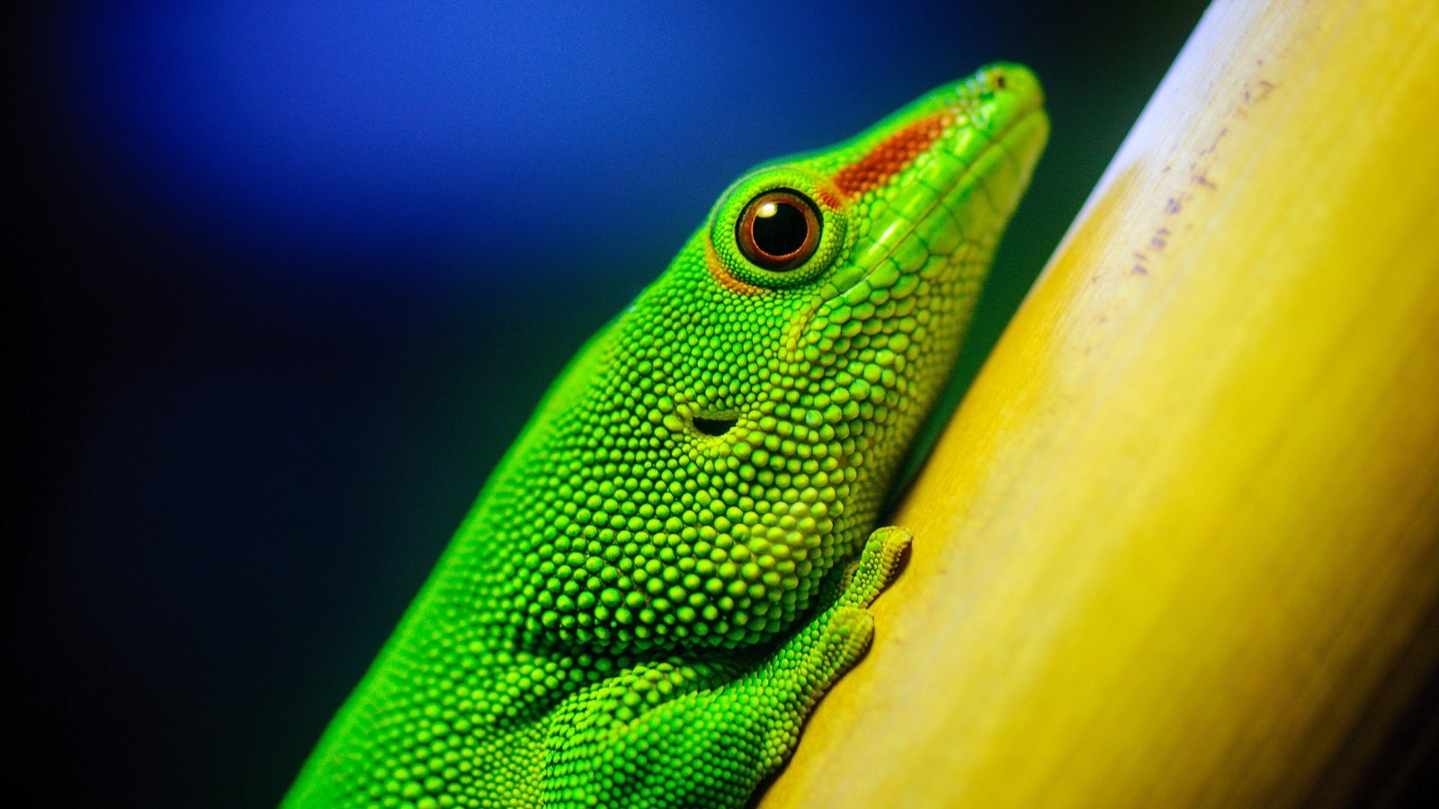 px lizards Nature Sky HD Art 2k 4k