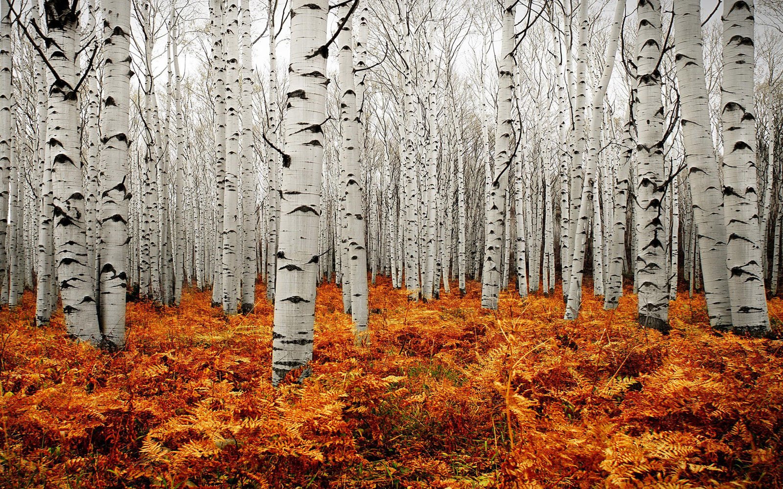 Autumn Tree Forest American Aspens Populus Tremuloide Scenery Of Colorado United States Landscape Wallpaper Hd 2k
