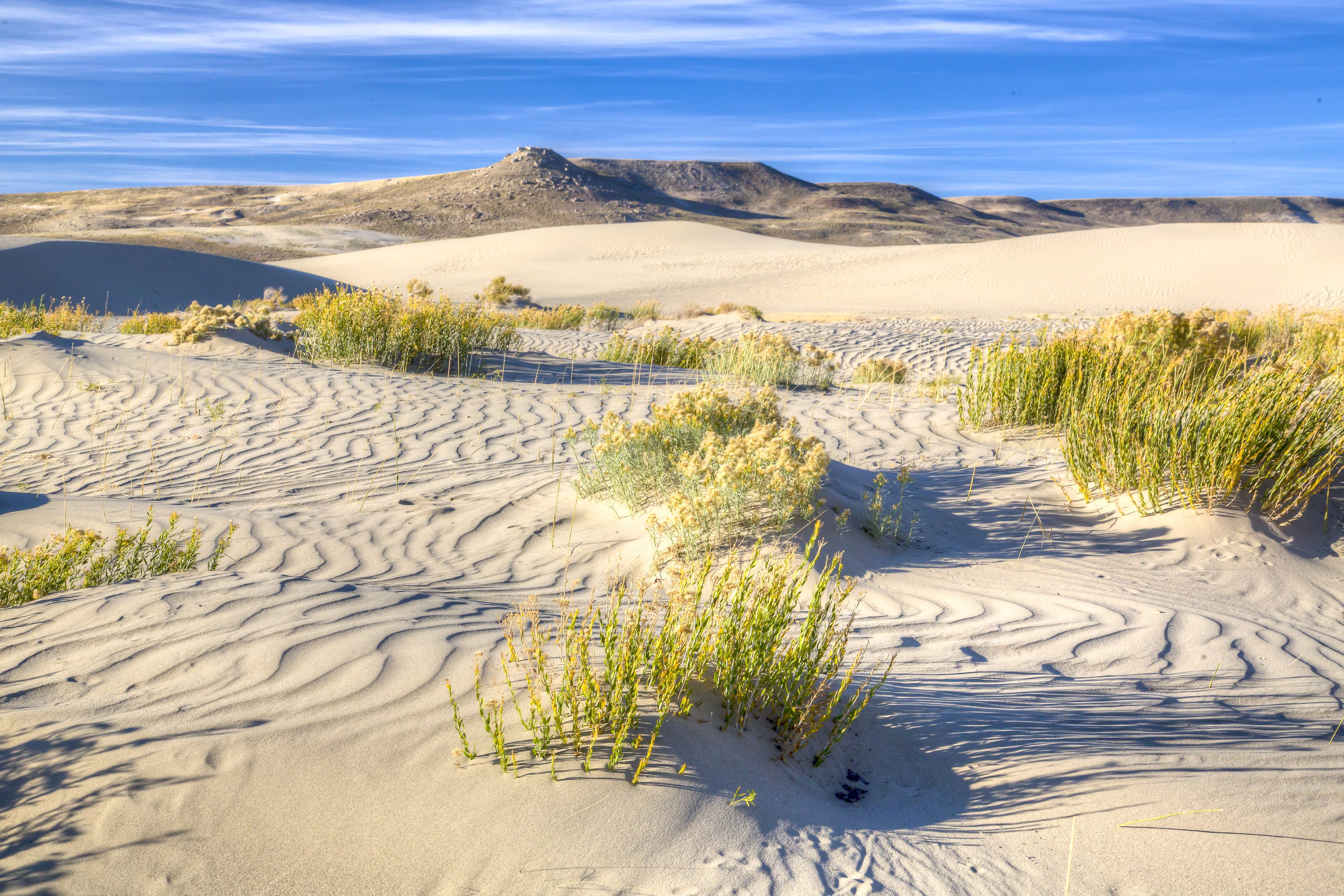 beach grass on daytime Extreme Public Lands Sand Dunes BLM 2k