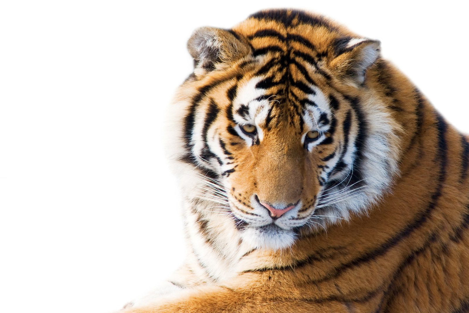 Big cats tiger 2k 4k 5k