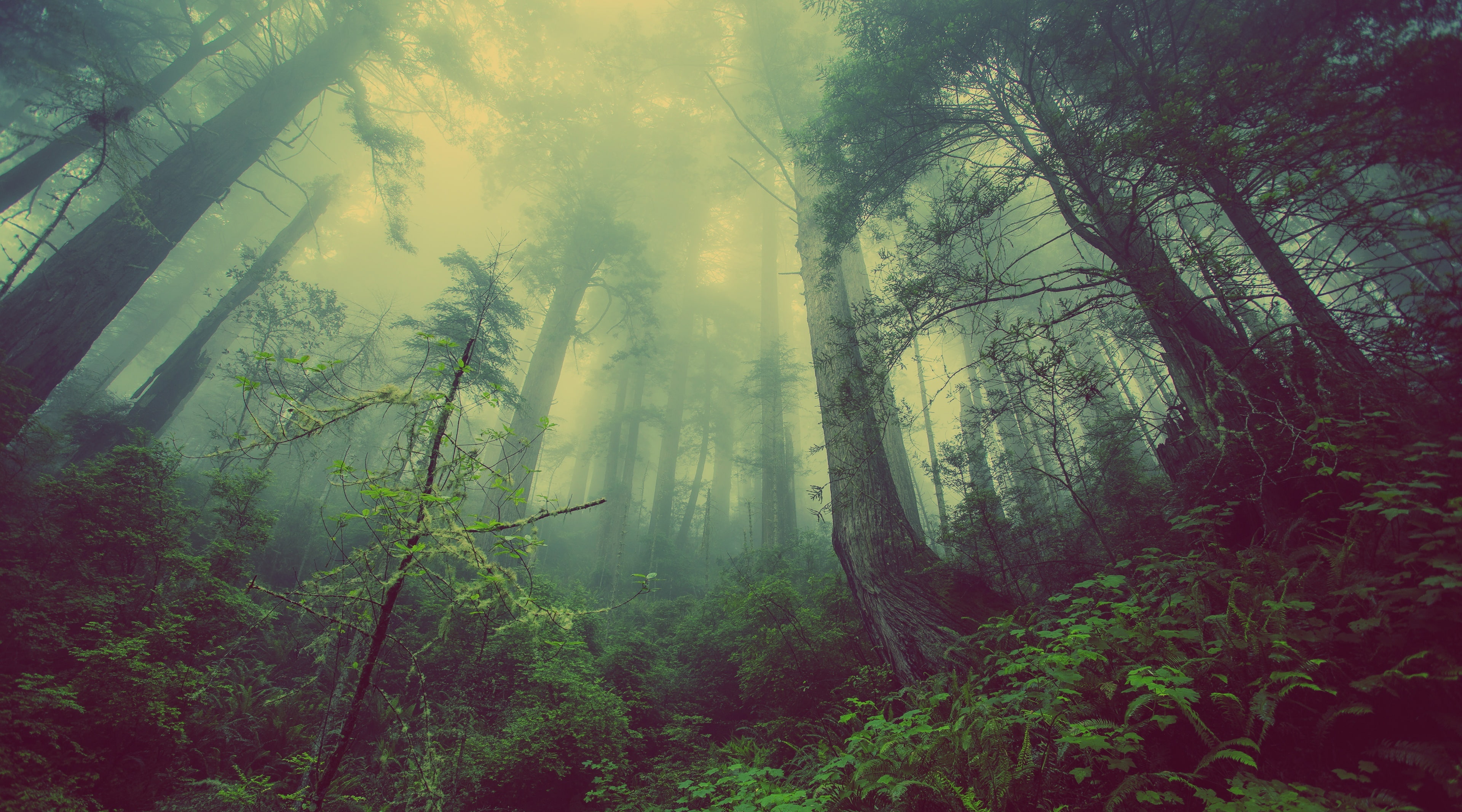 Black Trees tall trees Nature Forests green bosque cold 2k 4k