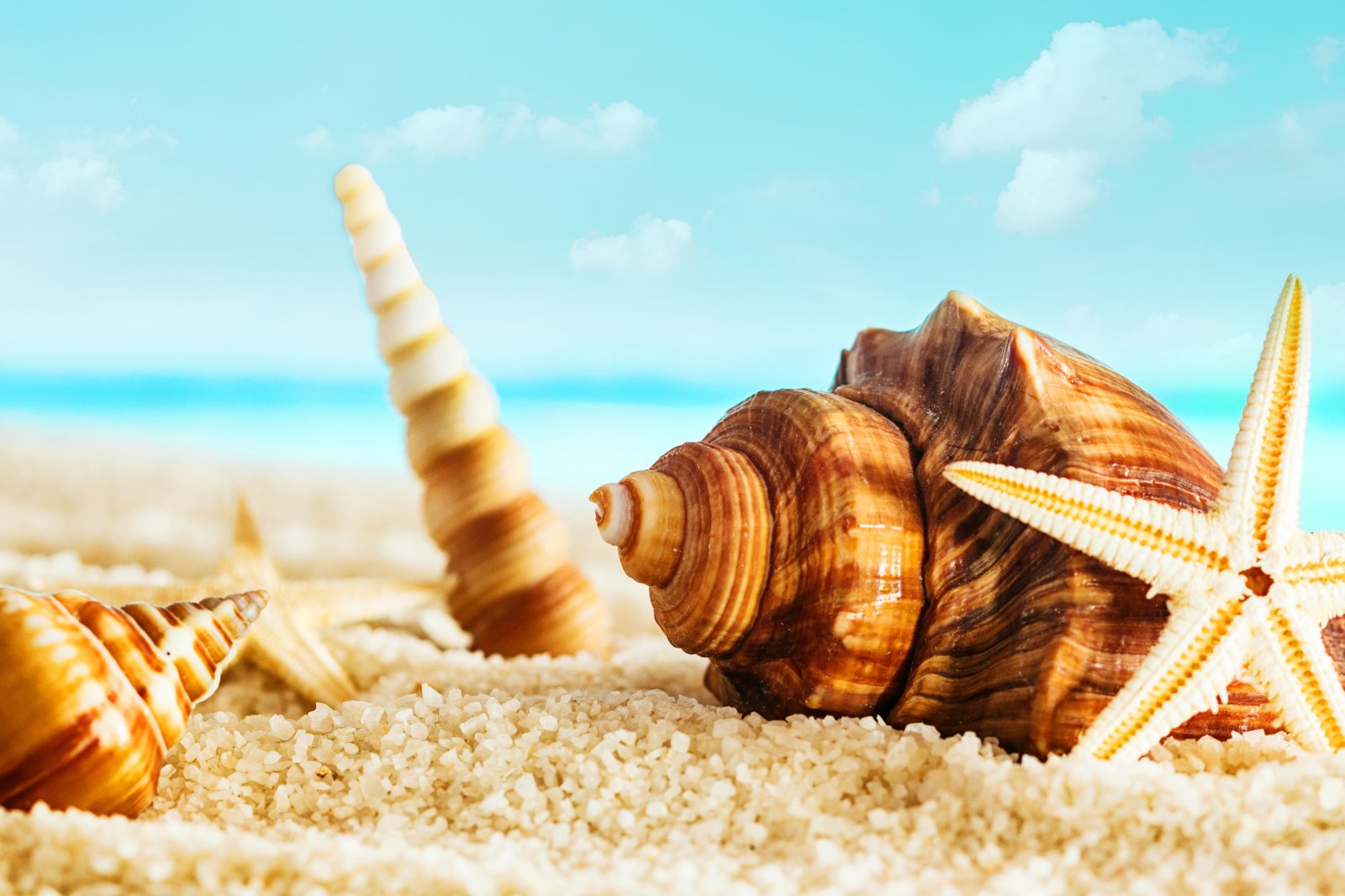 brown and white sea shells starfish on sand in focus close up photography 2k 4k 5k