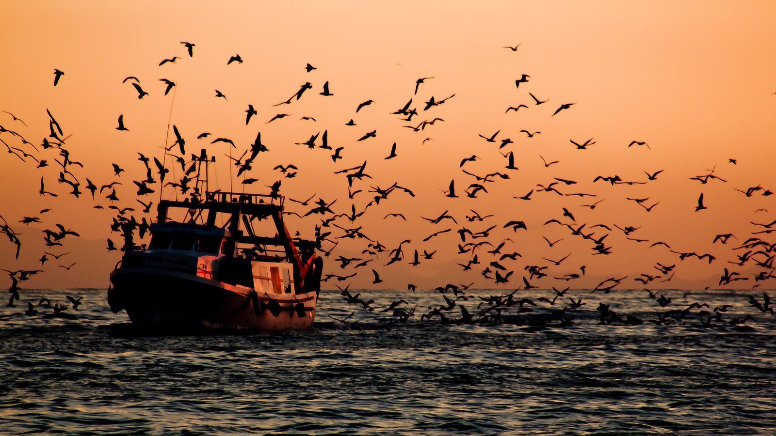 flock of birds near boat sailing Return Barco pesquero pesca 2k 4k 5k
