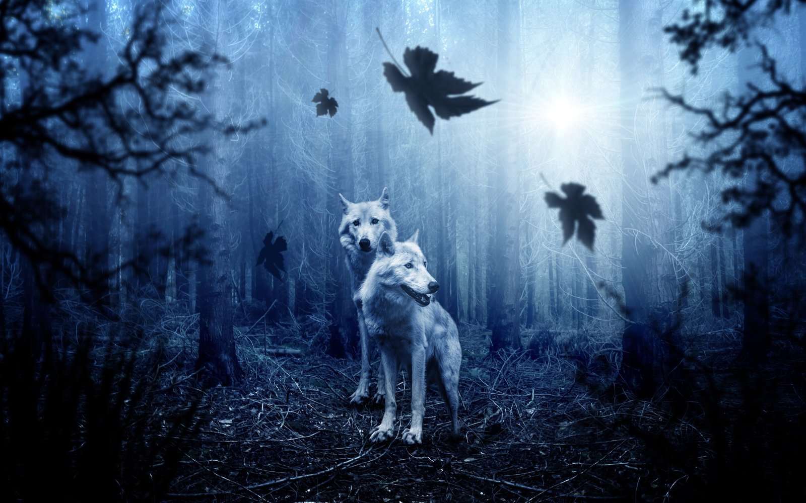 Forest HD wallappers Wolves 2k 4k