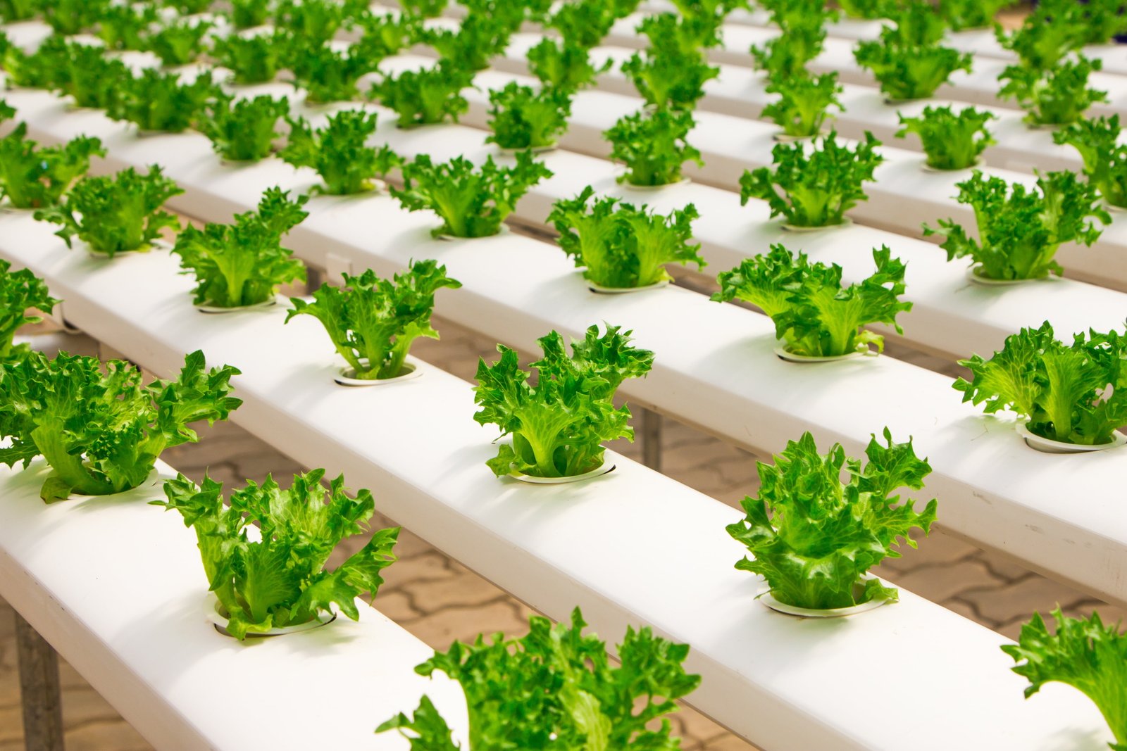 green leaf plant greenhouse organic farming hydroponic cucumber 2k 4k 5k