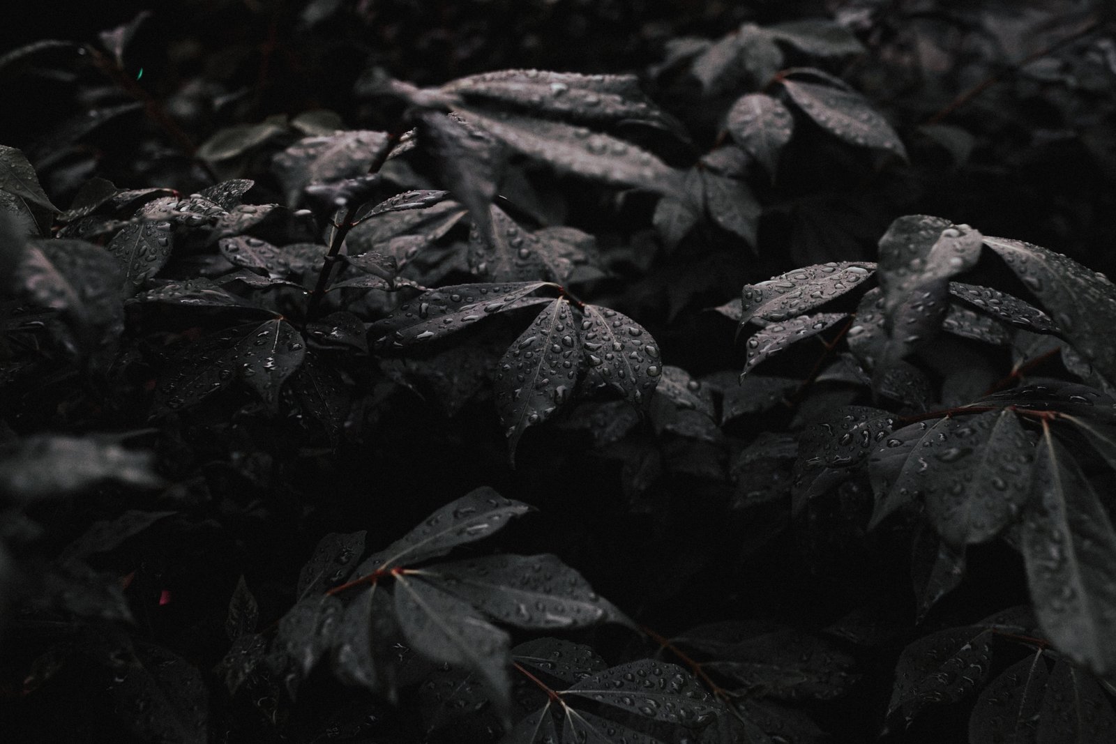 greyscale photography of water drops on leaves black gray plants 2k 4k 5k