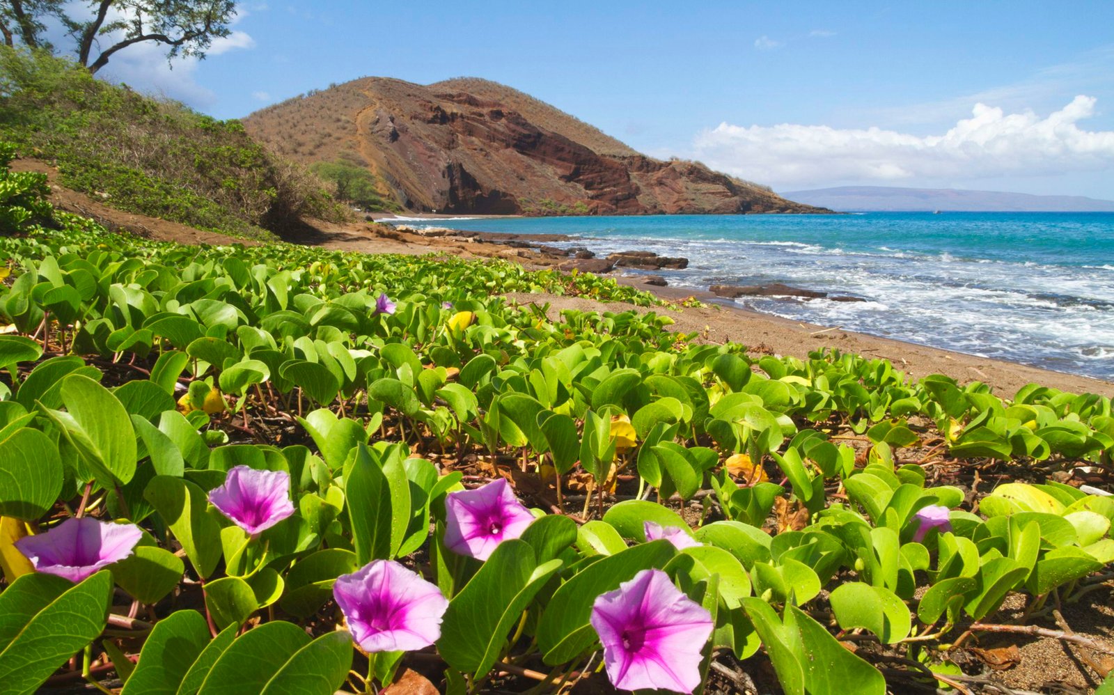 Hawaii Coast Flowers Sandy Beach Rocky Hills Ocean Waves Blue Sky Desktop Hd Wallpaper For Mobile Phones Tablet And Pc 2k 4k
