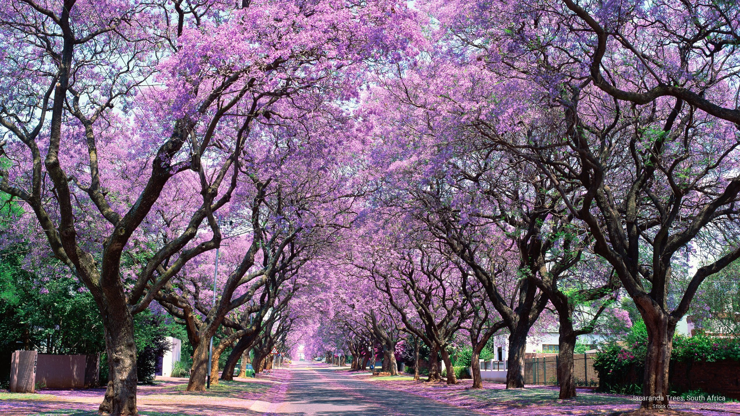 Jacaranda Trees South Africa Nature 2k