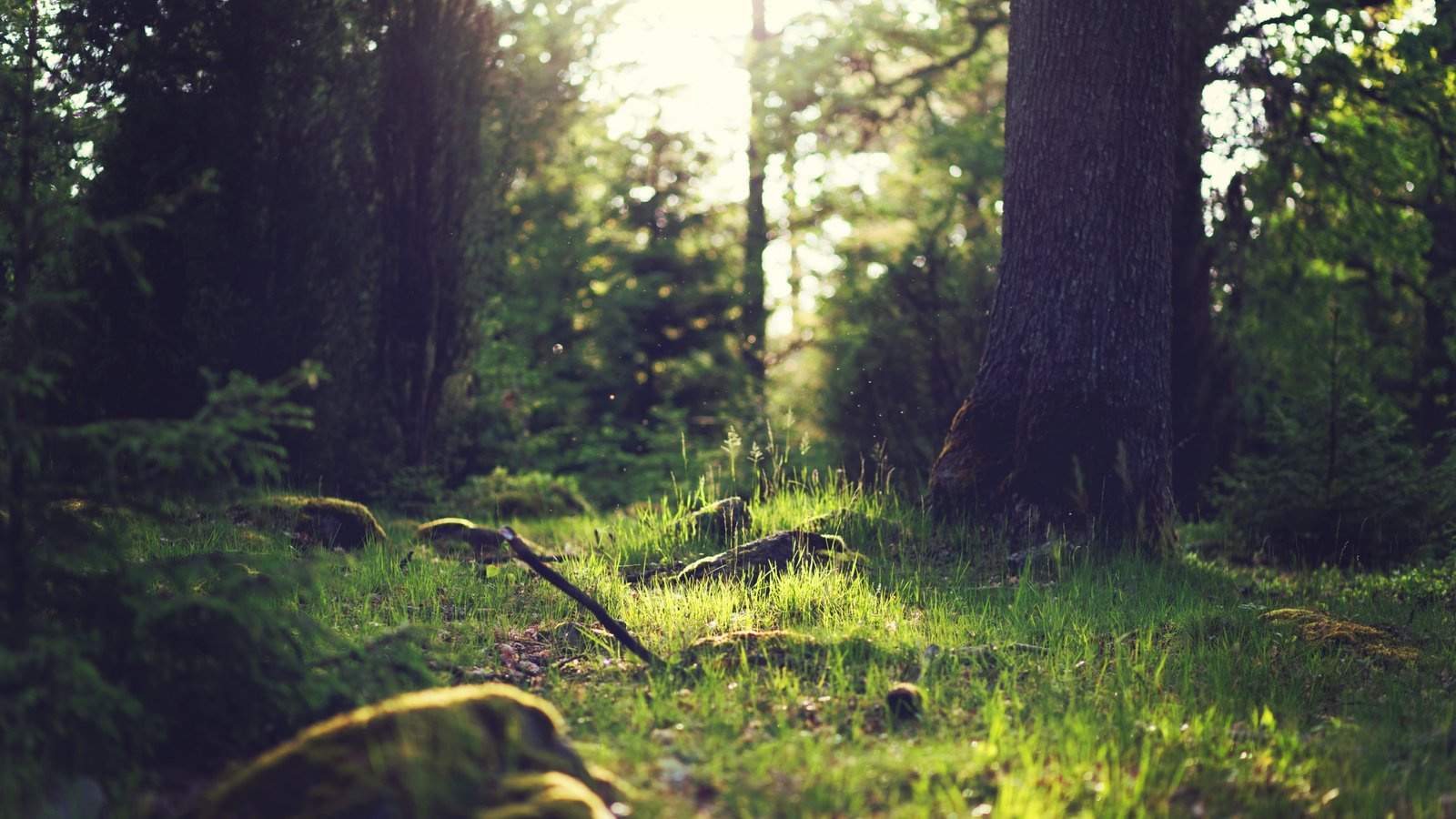 landscape photo of grasses under trees Yosemite wallpaper 2k 4k 5k