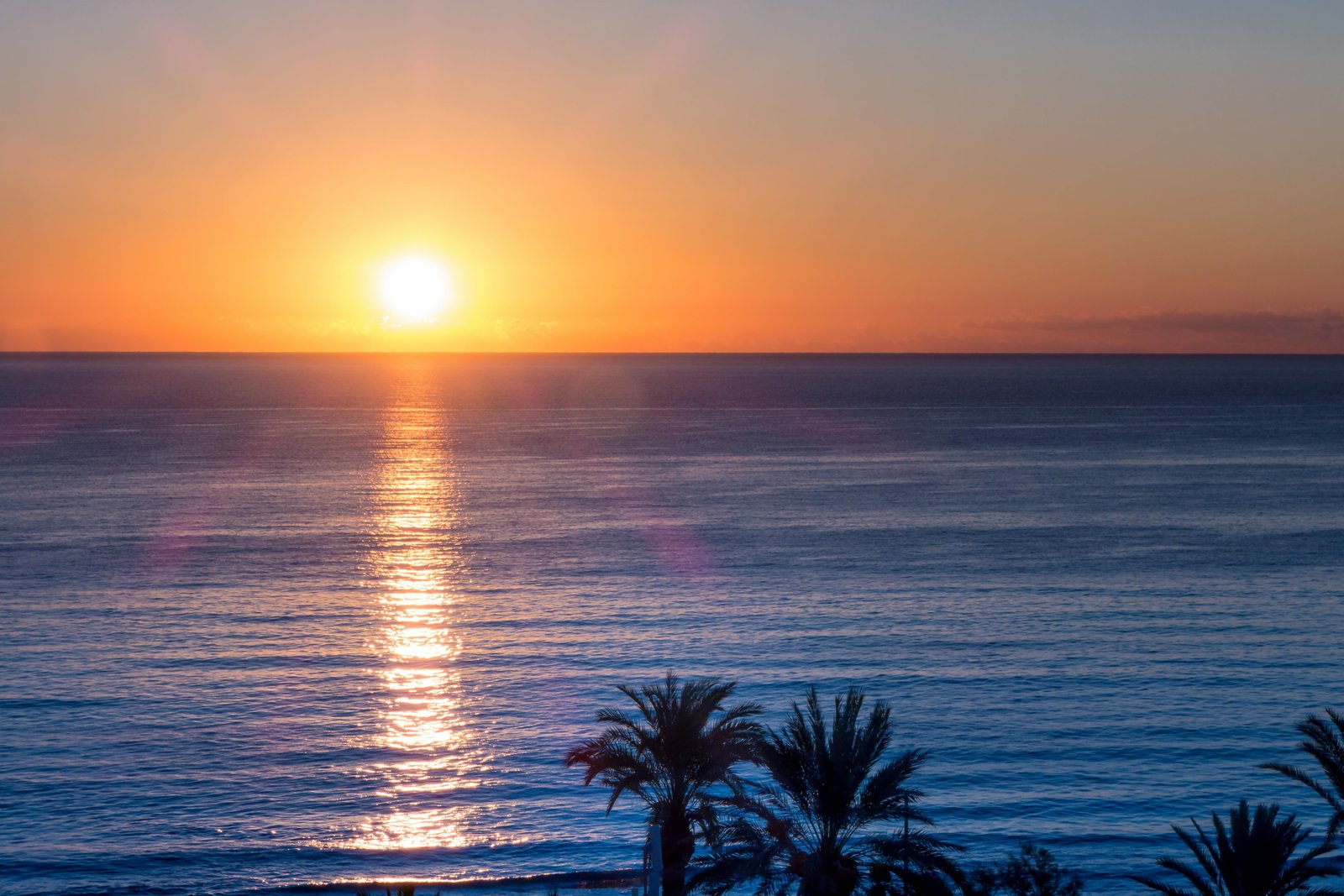 palm trees at beach in front of sunset sunrise sea afterglow 2k 4k 5k