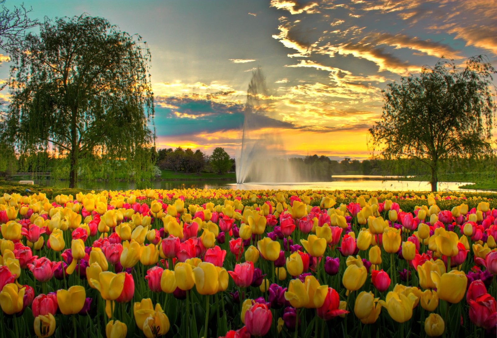 pink and yellow tulip flower bed during sunset Colorful Evening 2k 4k