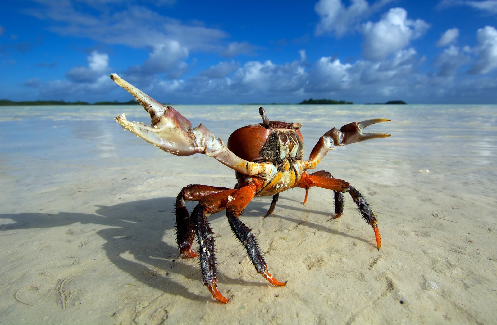 red and black crab animals beach crabs sea animal themes 2k 4k 5k