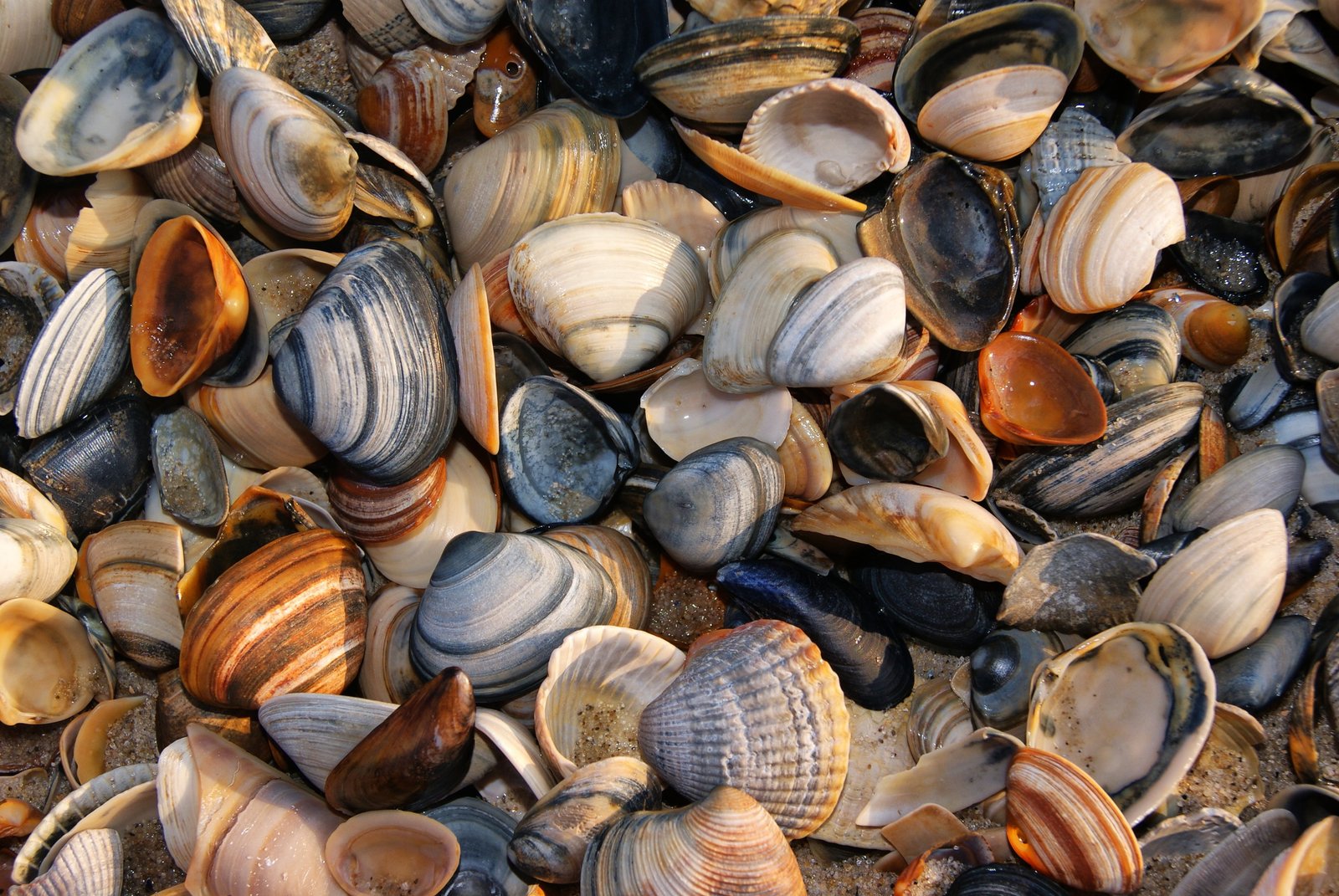 seashell shells beach sand nature shellfish colors animal shell 2k 4k