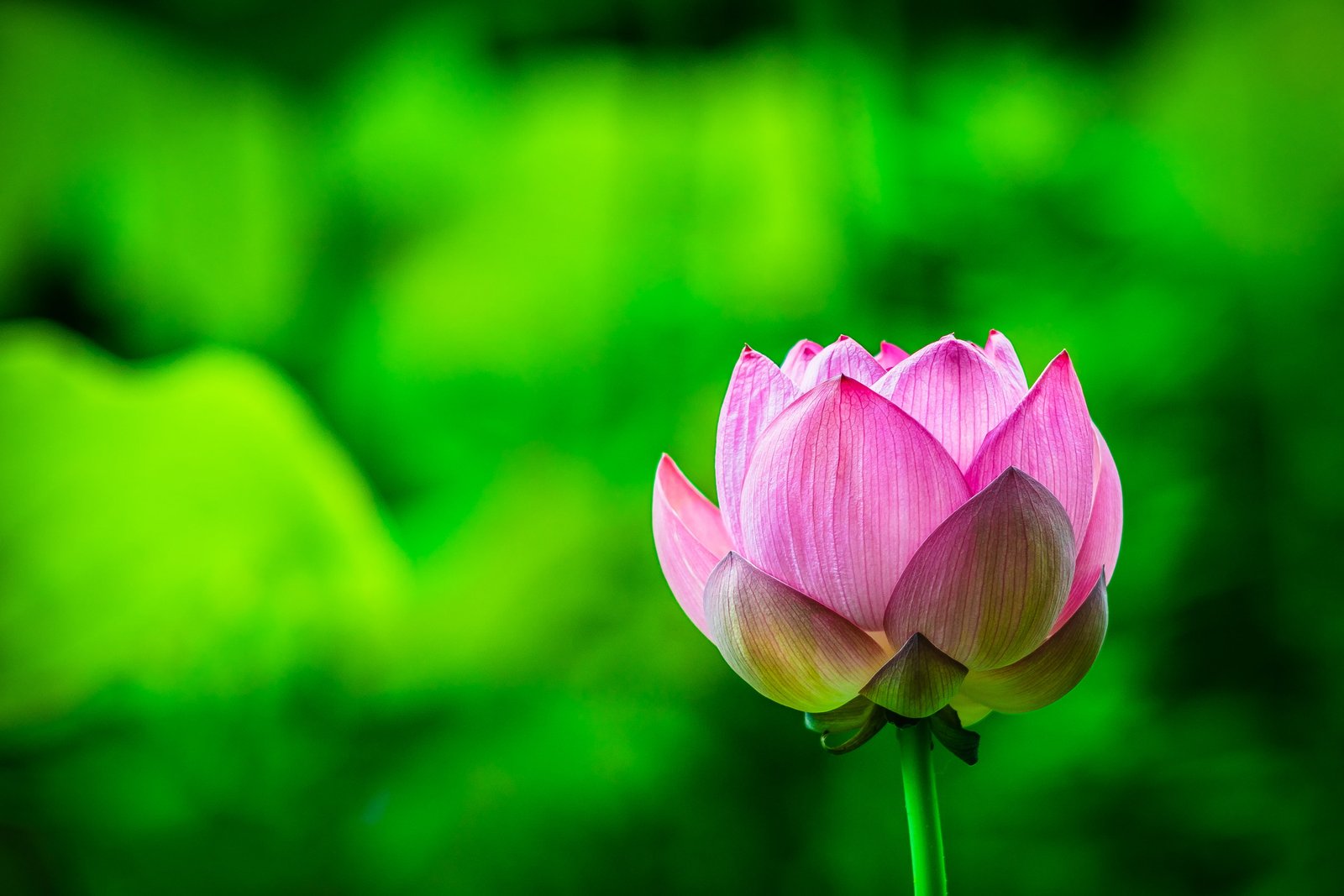 selective focus photo of pink Lotus flower lotus AUTO 2k 4k 5k