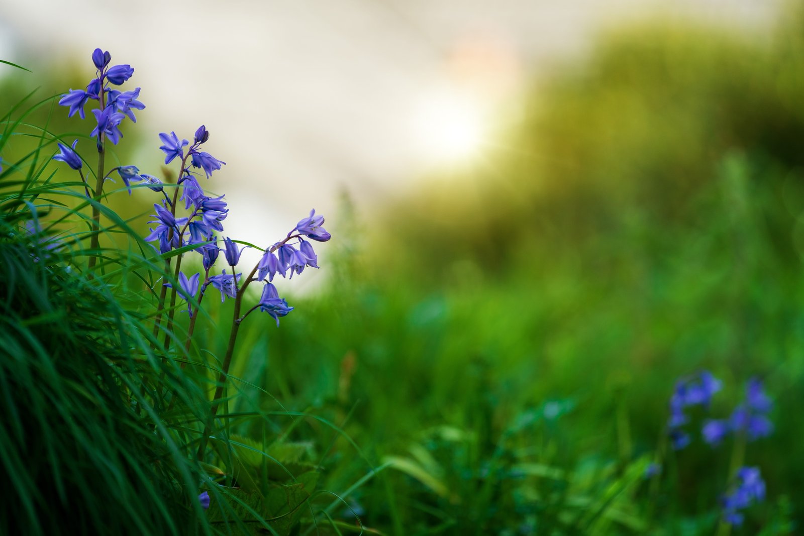 Selective Focus Photography of Purple petaled Flowers bloom 2k 4k 5k