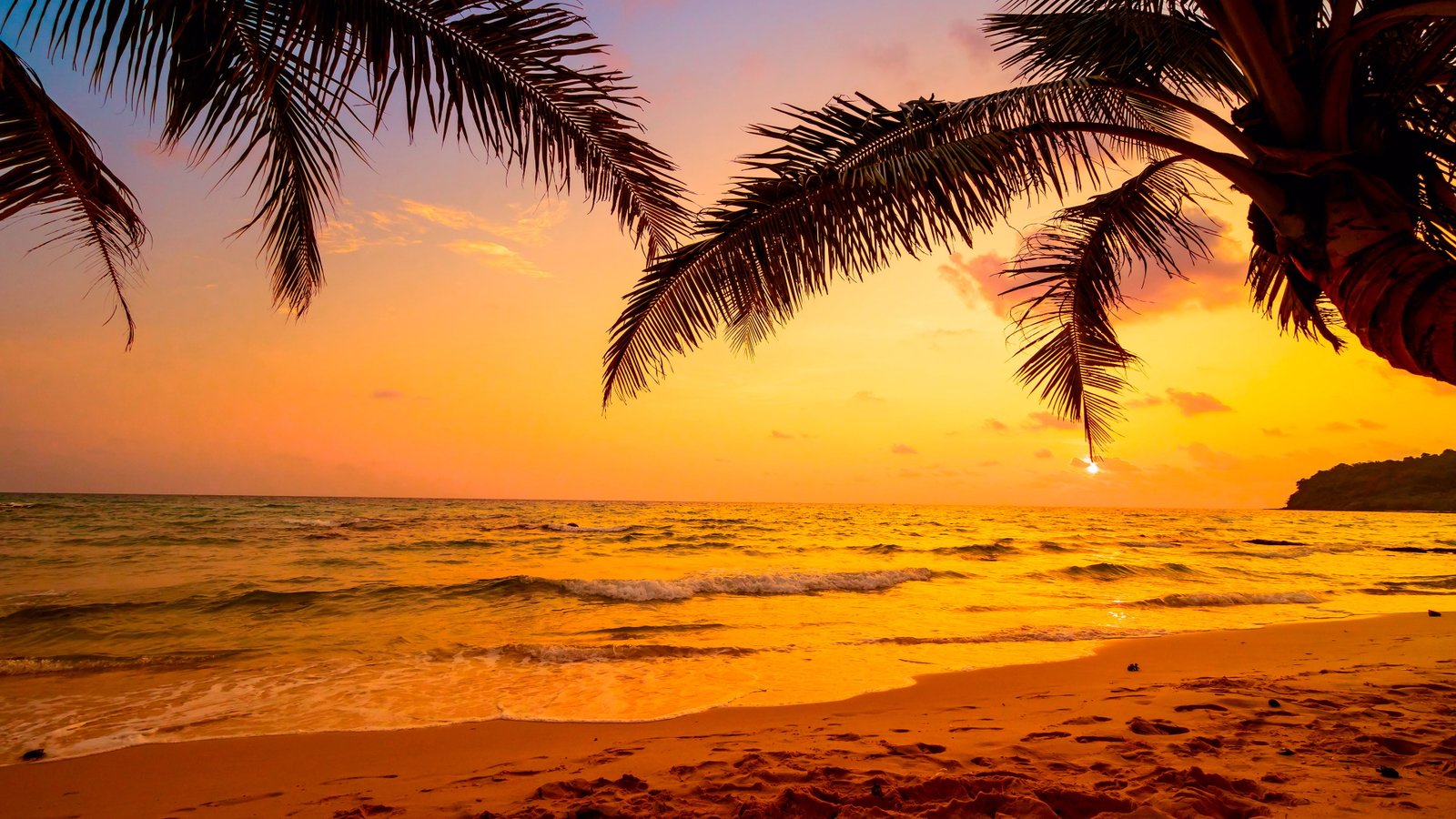 sky sea tropics sunset palm tree arecales tropical landscape 2k 4k
