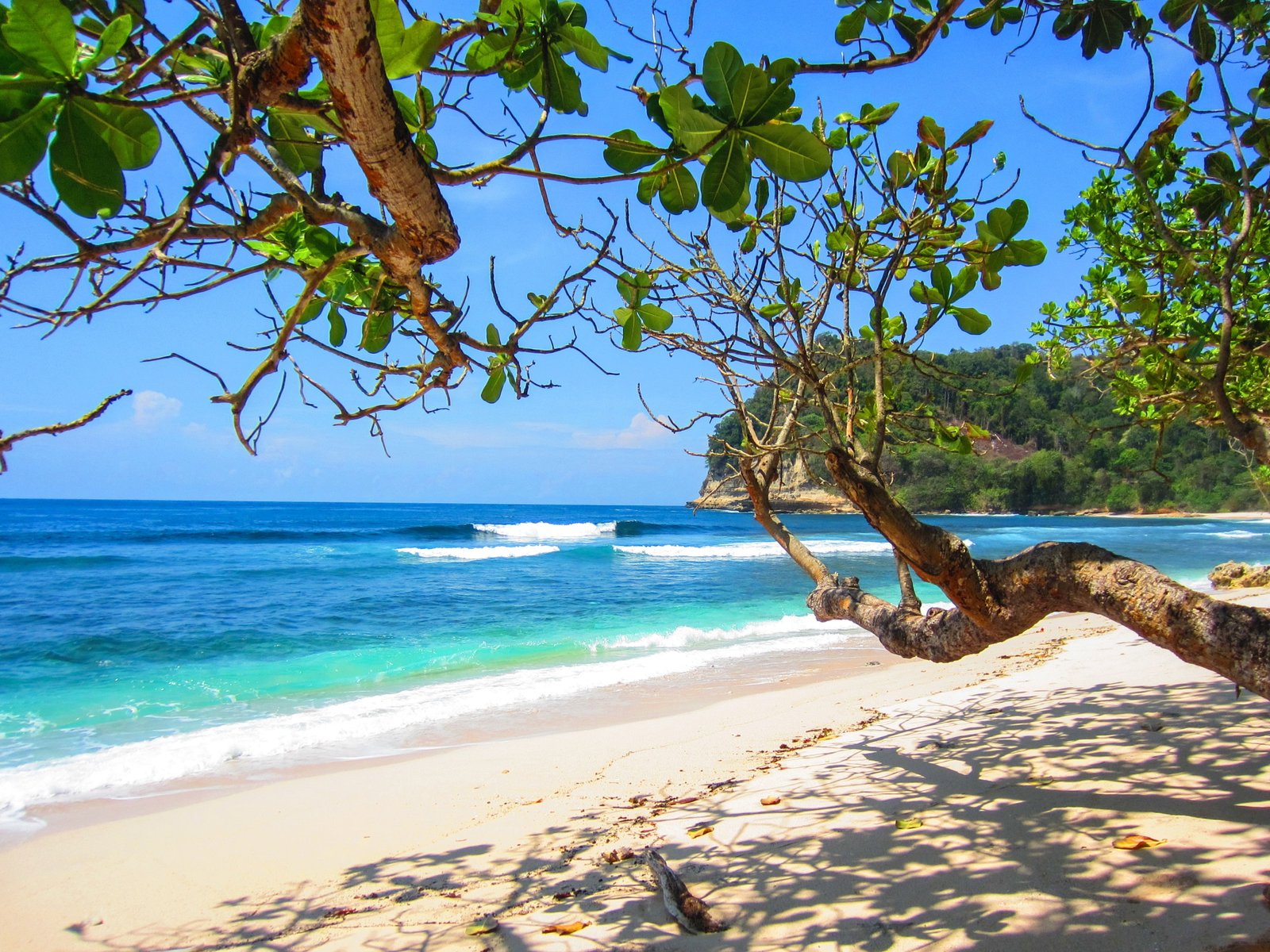 trees on seashore beach summer blue vacation 2k 4k