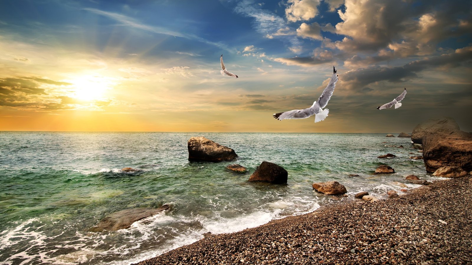 wave glorious glowing morning good seagulls mew gull 2k 4k