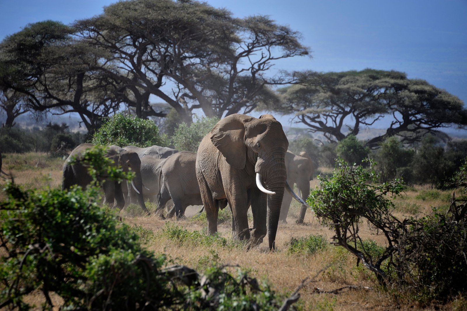 wildlife photography of group gray elephant near trees amboseli national park kenya 2k 4k