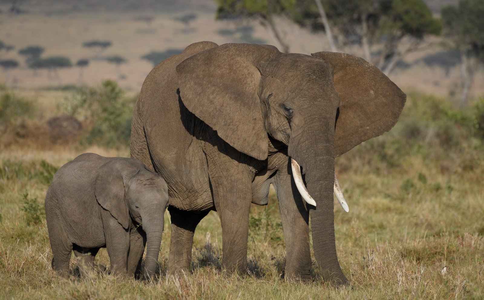 African Elephants Mother and Cute Baby Animals Wild View Travel 2k 4k 5k