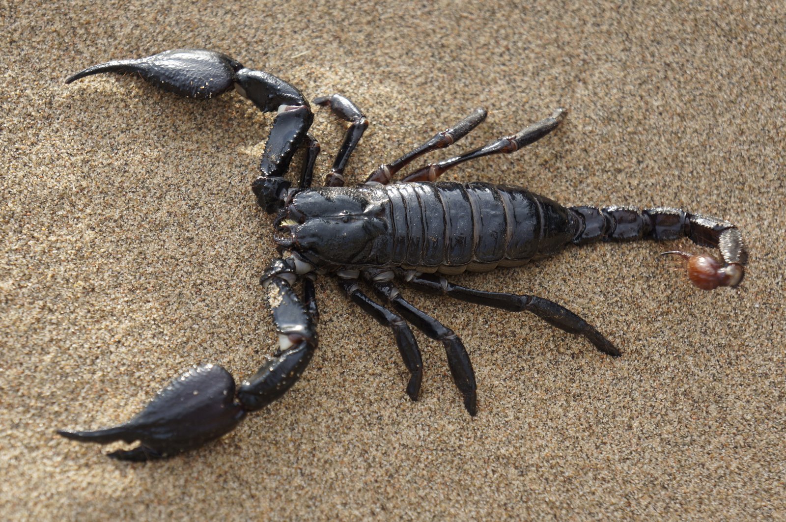 black Emperor Scorpion desert sands claw animal sea nature 2k 4k 5k