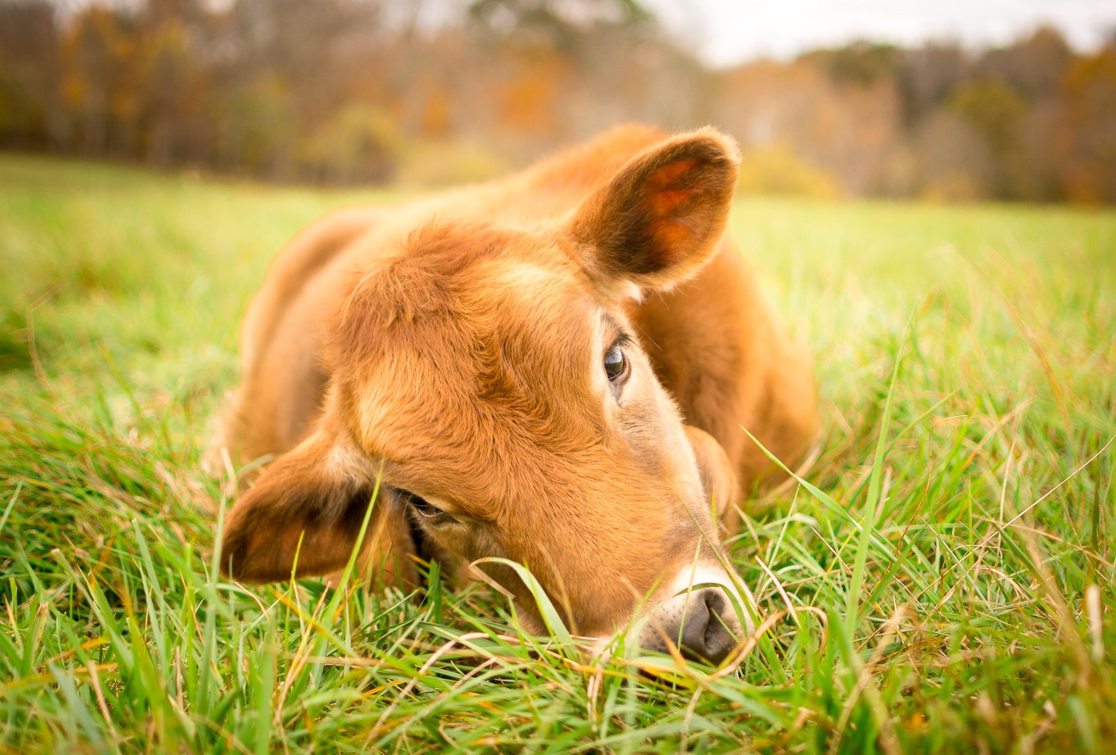 brown cow on top of green grass field poplar Poplar Spring 2k 4k 5k