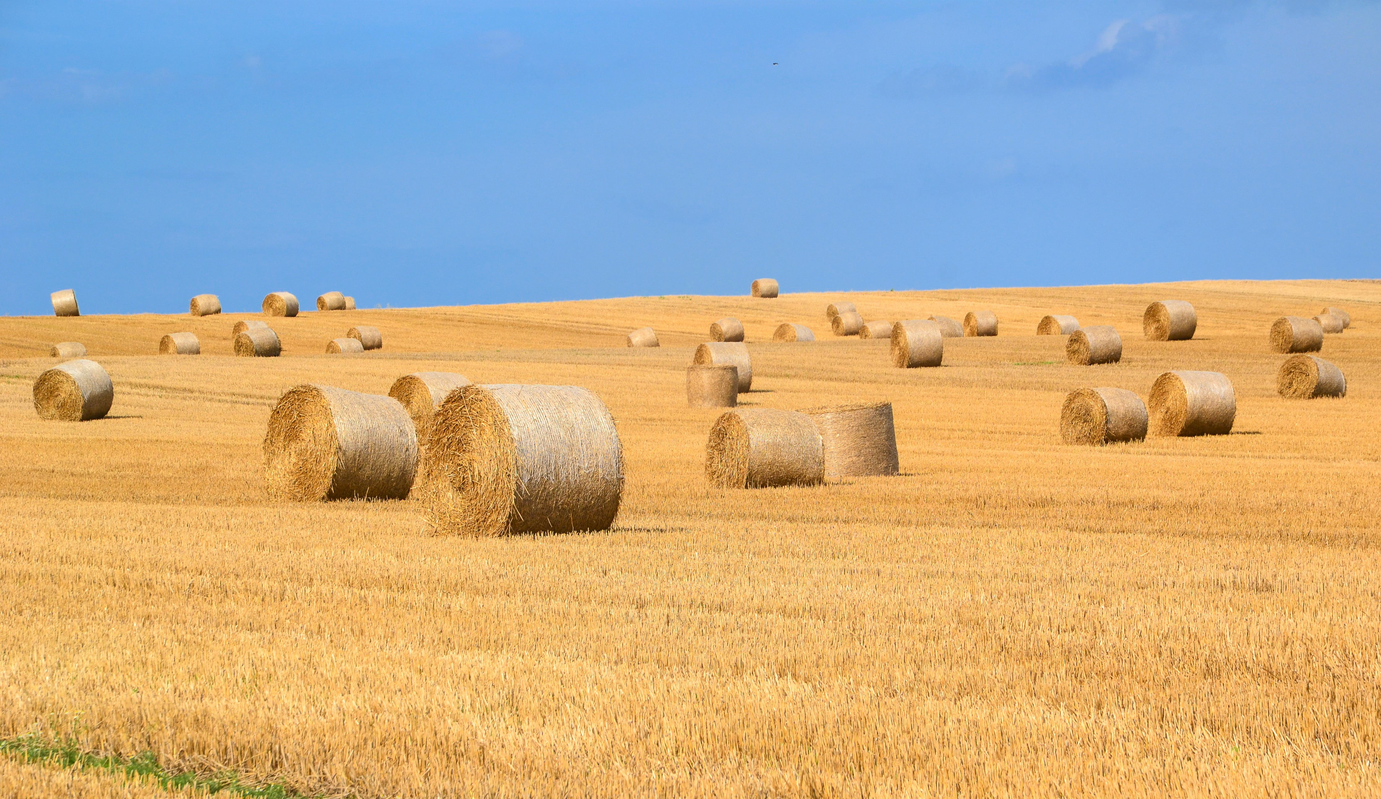 brown hay rolls bales straw harvest round 2k 4k