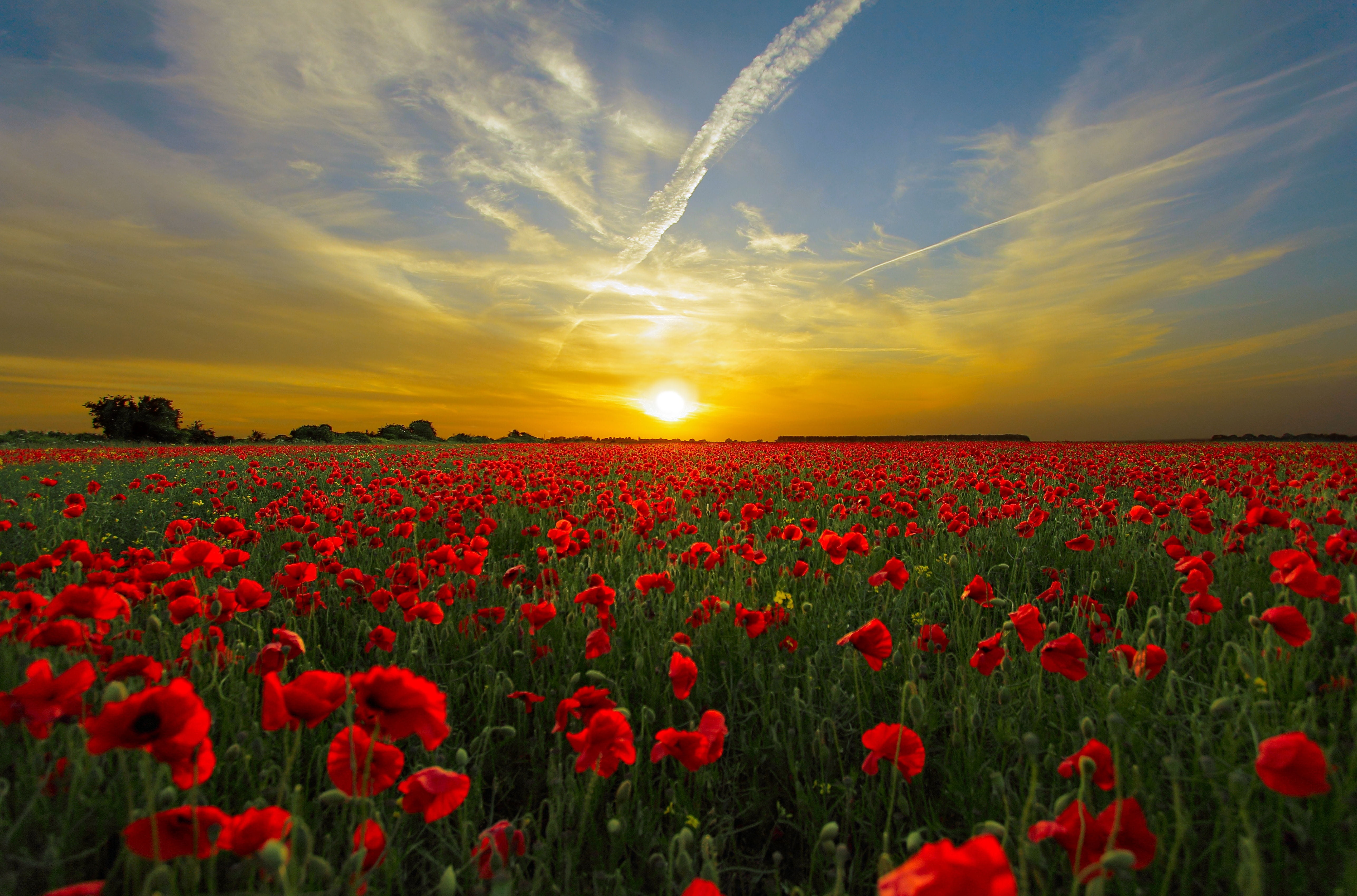 clouds horizon landscape nature poppies poppy field red 2k 4k 5k