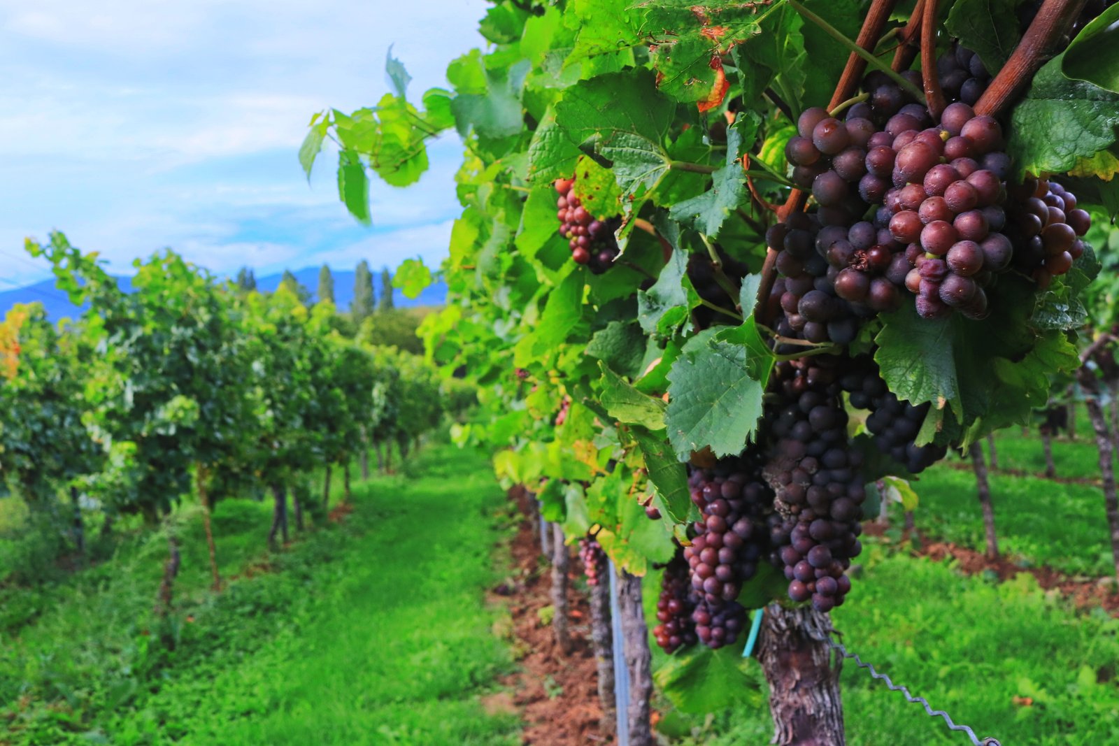 grapes farm wine harvest vintage autumn plant leaf 2k 4k 5k