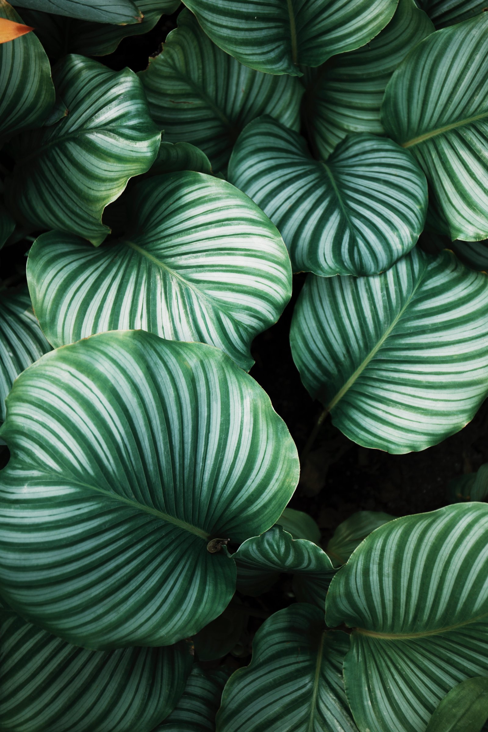 green and white leafed plants plant botany flora 2k 4k
