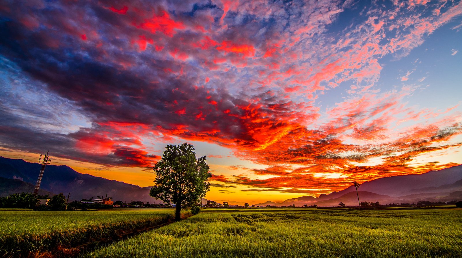green grass field during golden hour Taiwan Tokina Tree Taitung 2k 4k