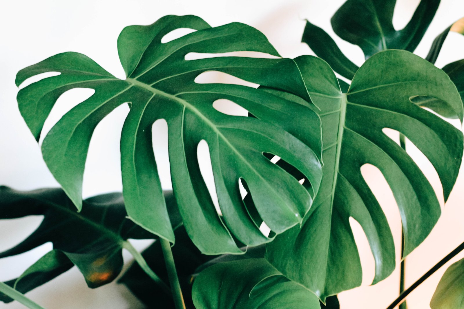 green leaf tree plant veins blossom flower white fern monstera 2k 4k 5k
