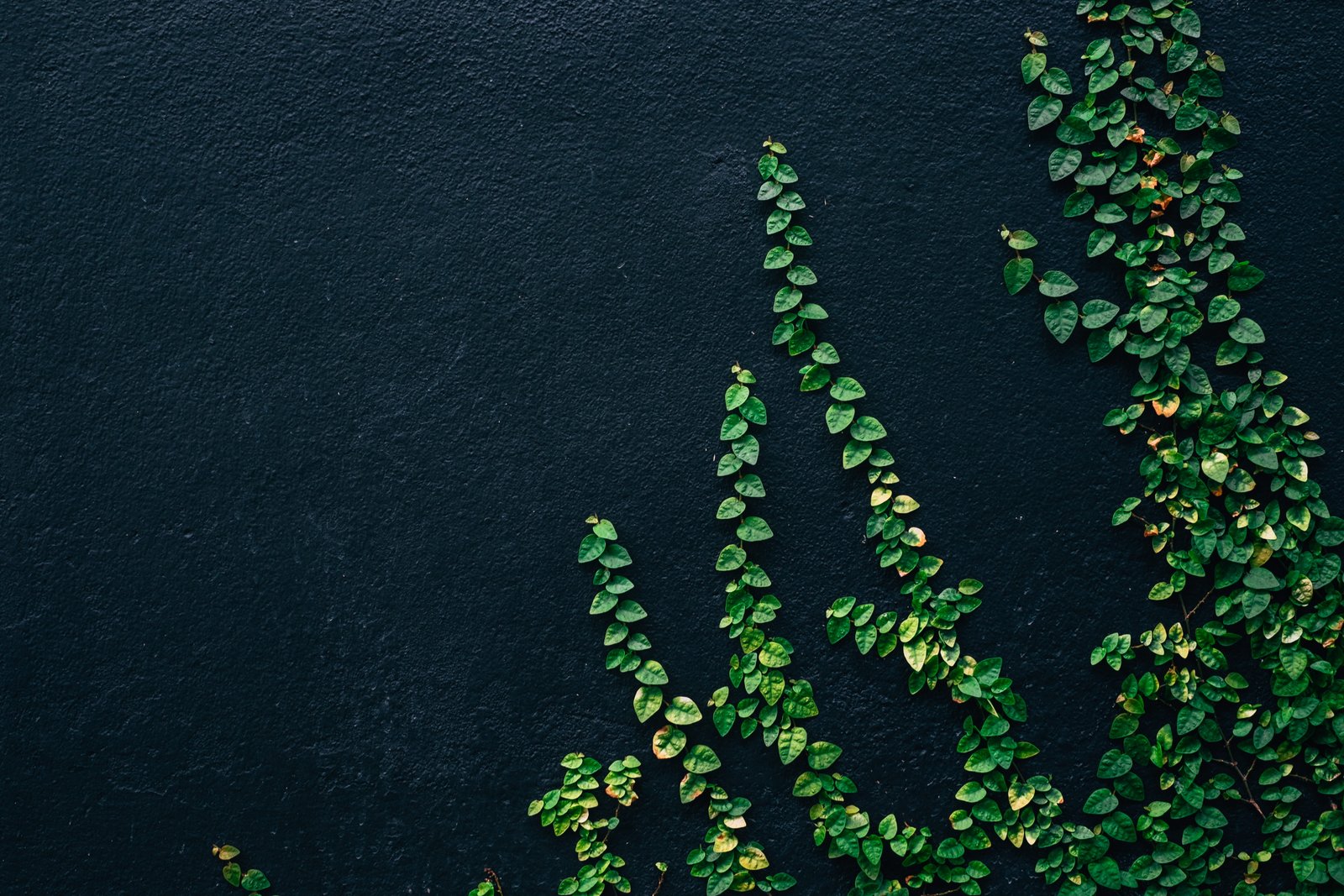 green leaf vines on black painted wall plant dark nature 2k 4k 5k