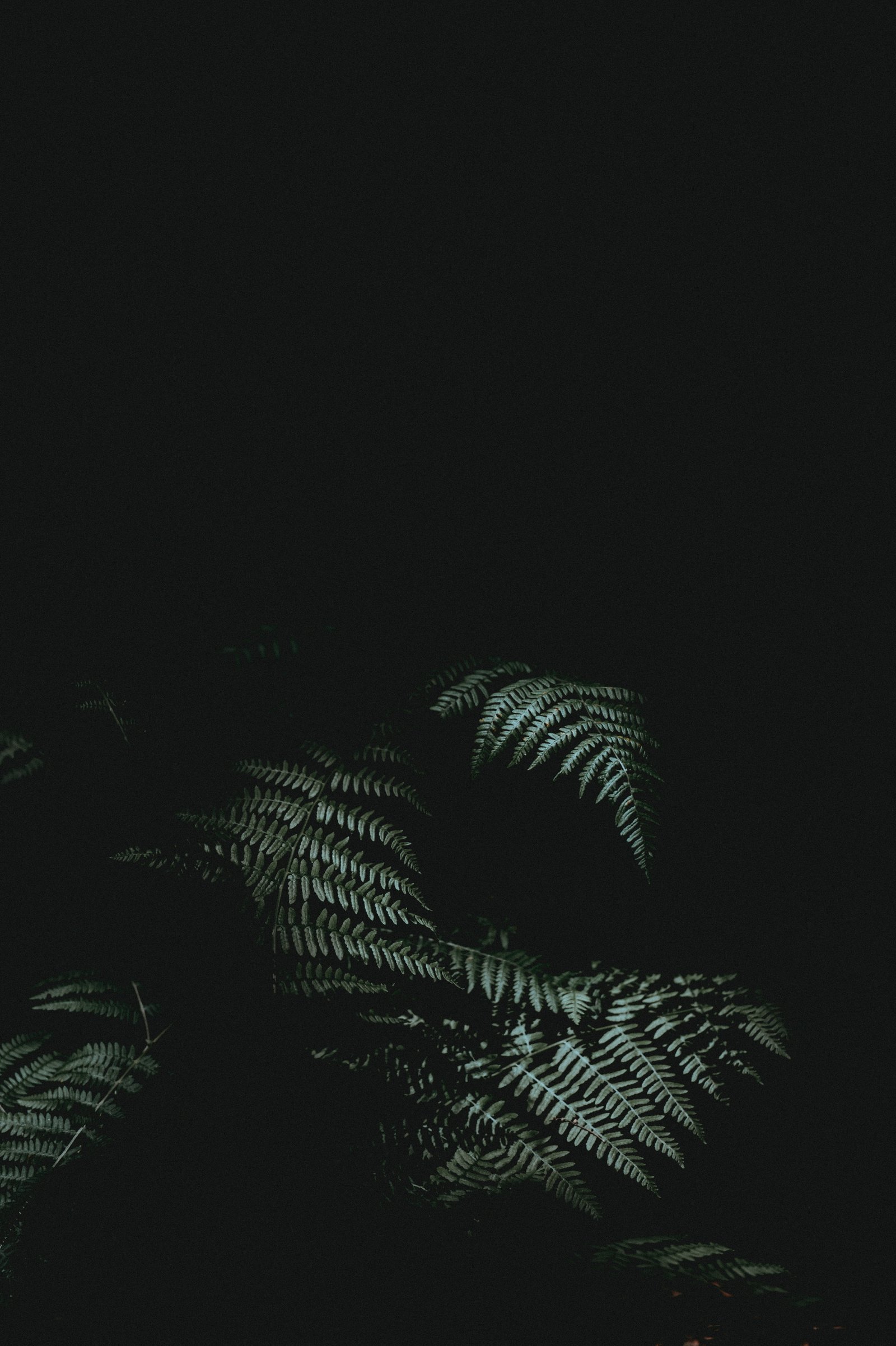 green tree backgrounds black Color nature dark pattern abstract 2k